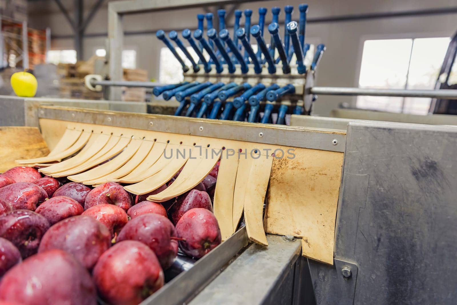 apples on automatic picking line by zokov
