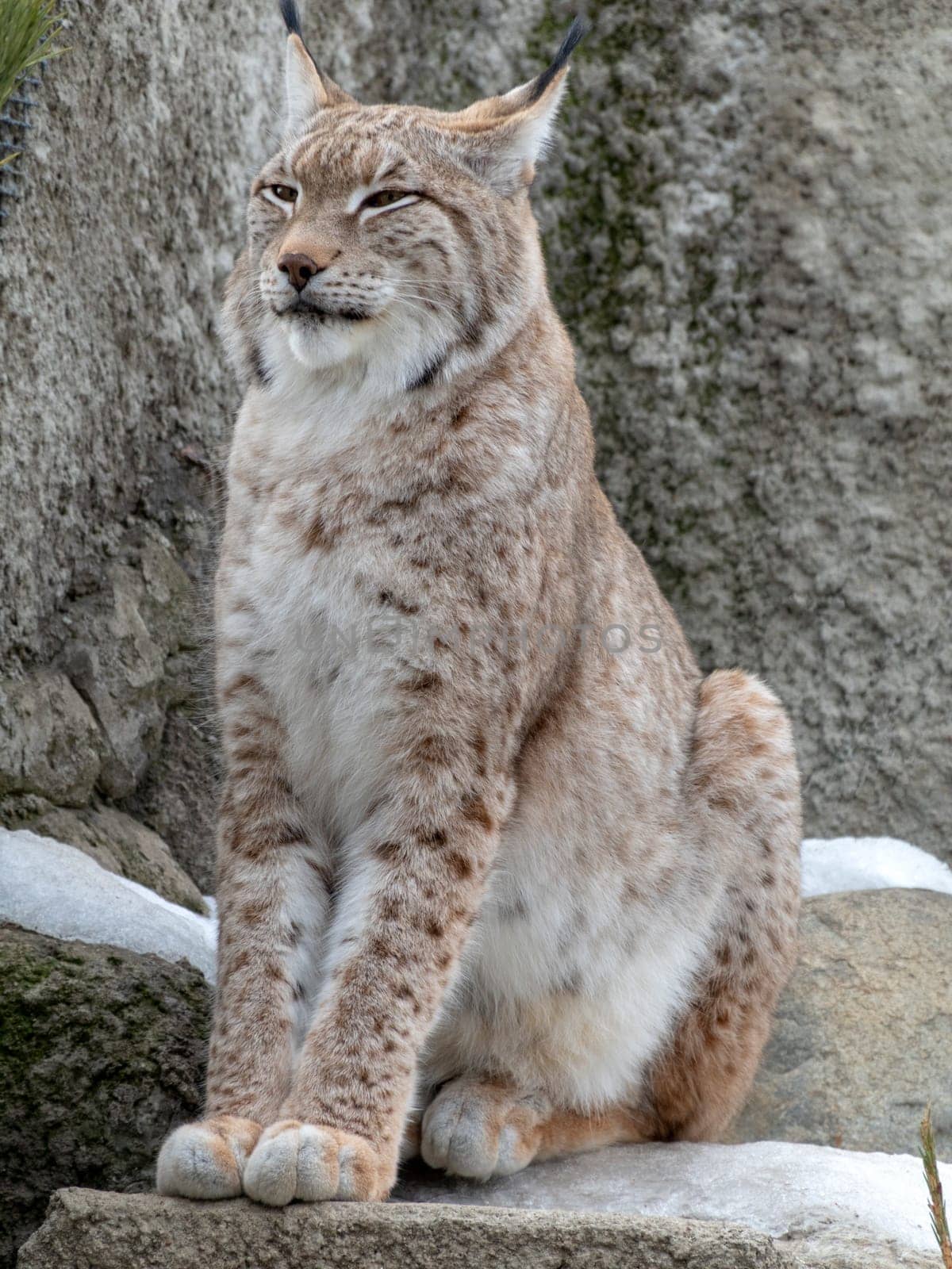 Lynx looks with predatory eyes from the shelter.