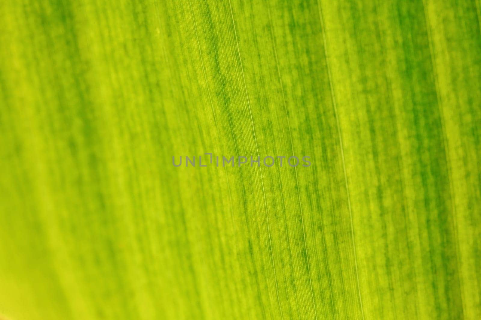Shallow depth of field photo - only few fibers in focus. Banana tree leaf lit by sun from other side. Abstract tropical organic background.