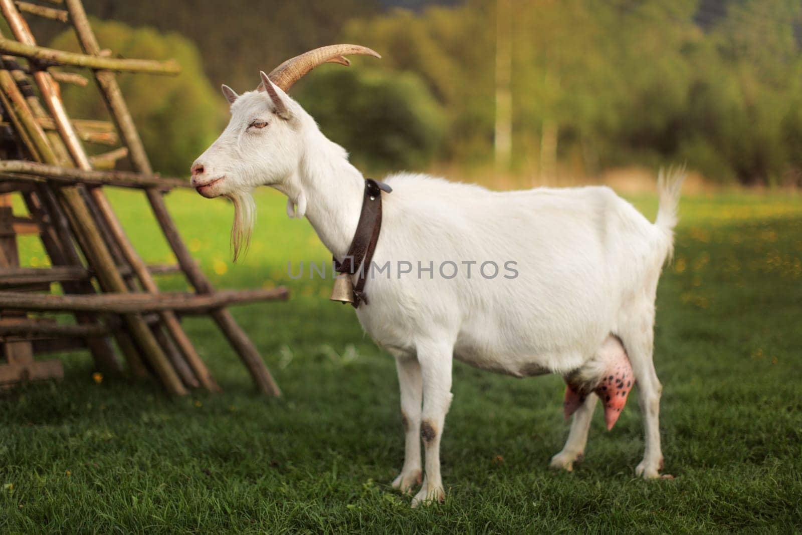 Female goat standing on a farm meadow.  Photo from side.