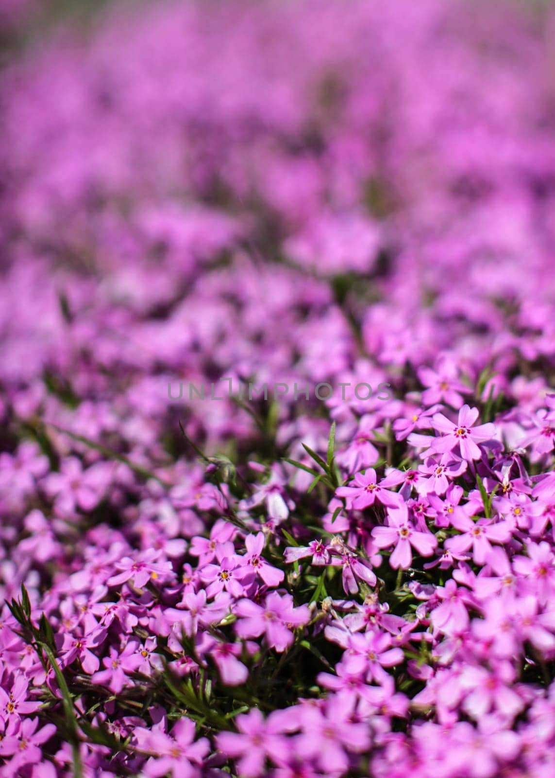 Shallow depth of field photo, only few blossoms in focus, bed of pink flowers, blurred space for text above. Abstract spring floral background. by Ivanko