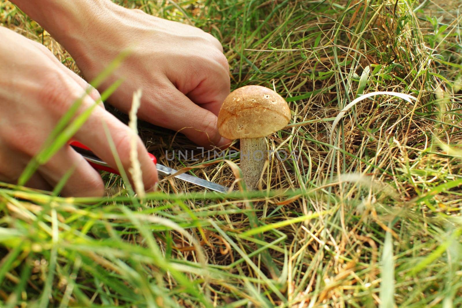 Detail on young woman hands picking young scaber stalk mushroom from forest grass with red pocket knife.