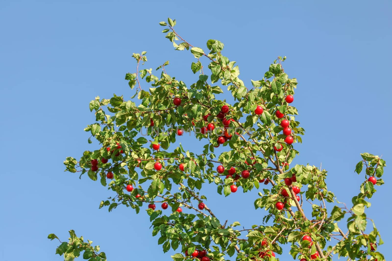 Tree branch with red Mirabelle Plum / Prune (Prunus domestica subsp. syriaca) fruits with blue sky in background.