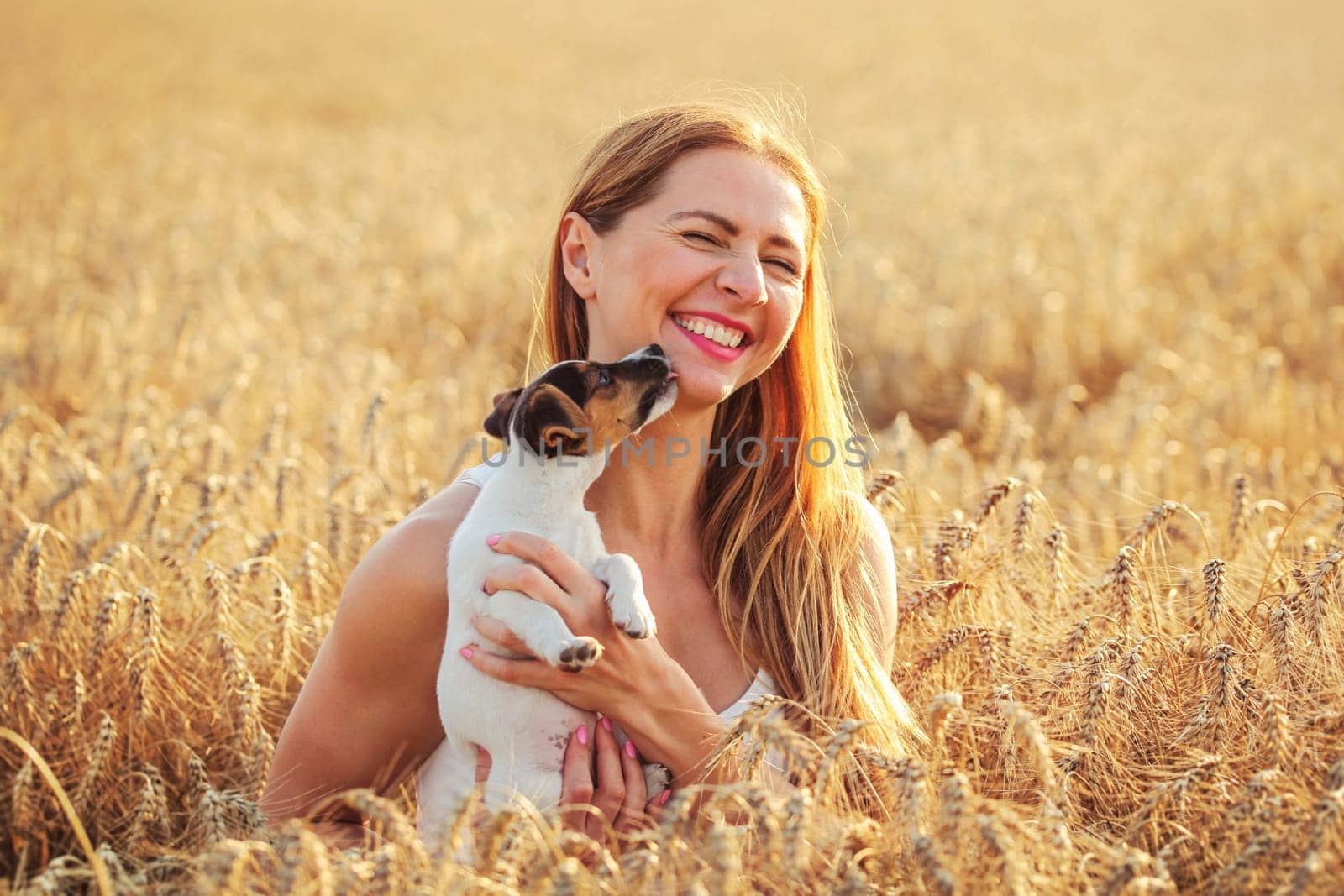 Young woman holds Jack Russell terrier puppy on her hands, laughing, dog is licking her cheeks and chin, sunset lit wheat field in background. by Ivanko