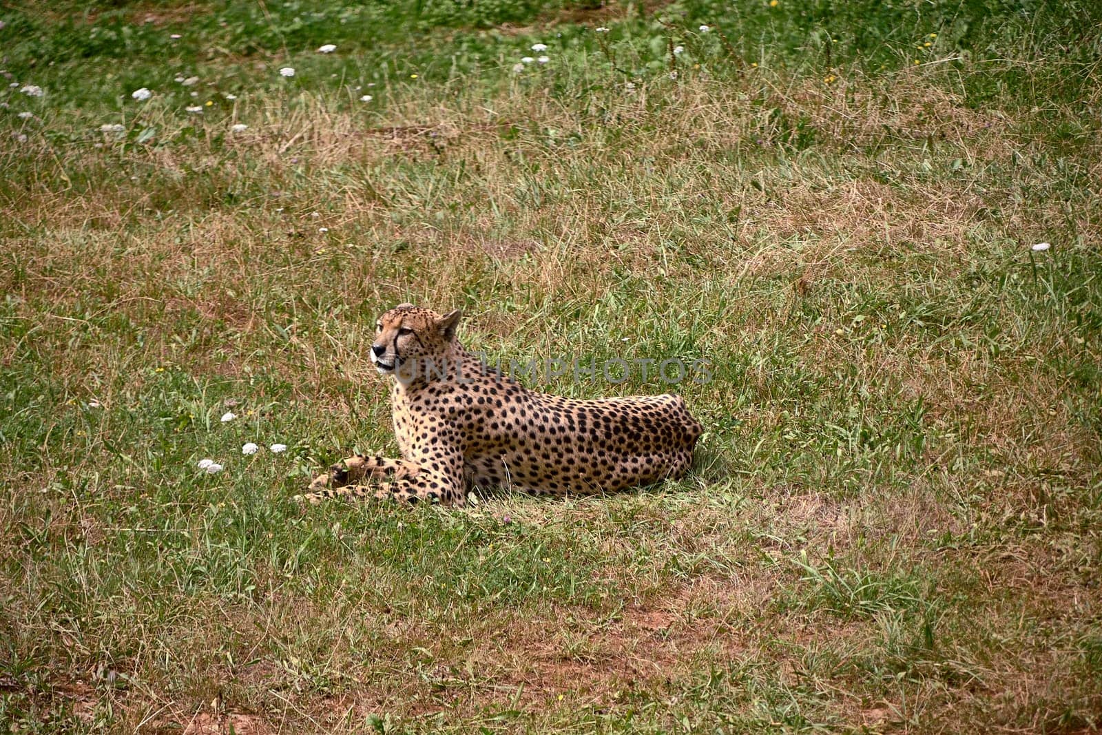 A geopard, lying on the grass of the savannah by raul_ruiz