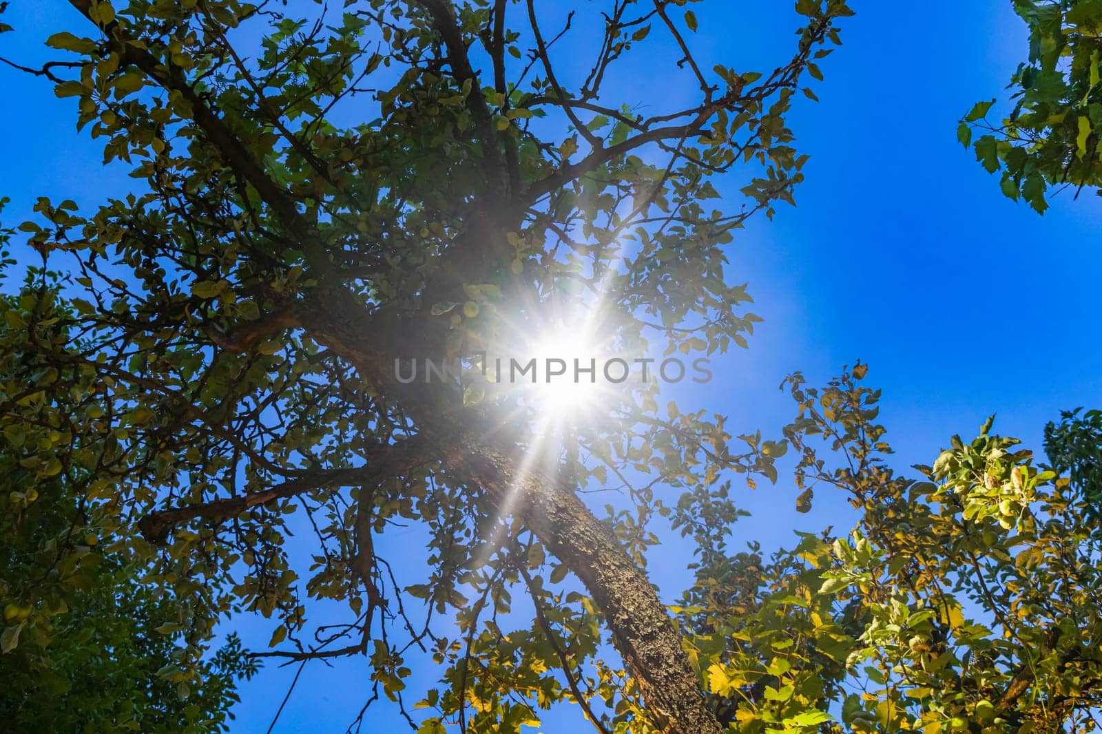 Small young blue cones growing upwards on Korean fir on a sunny day by Wierzchu