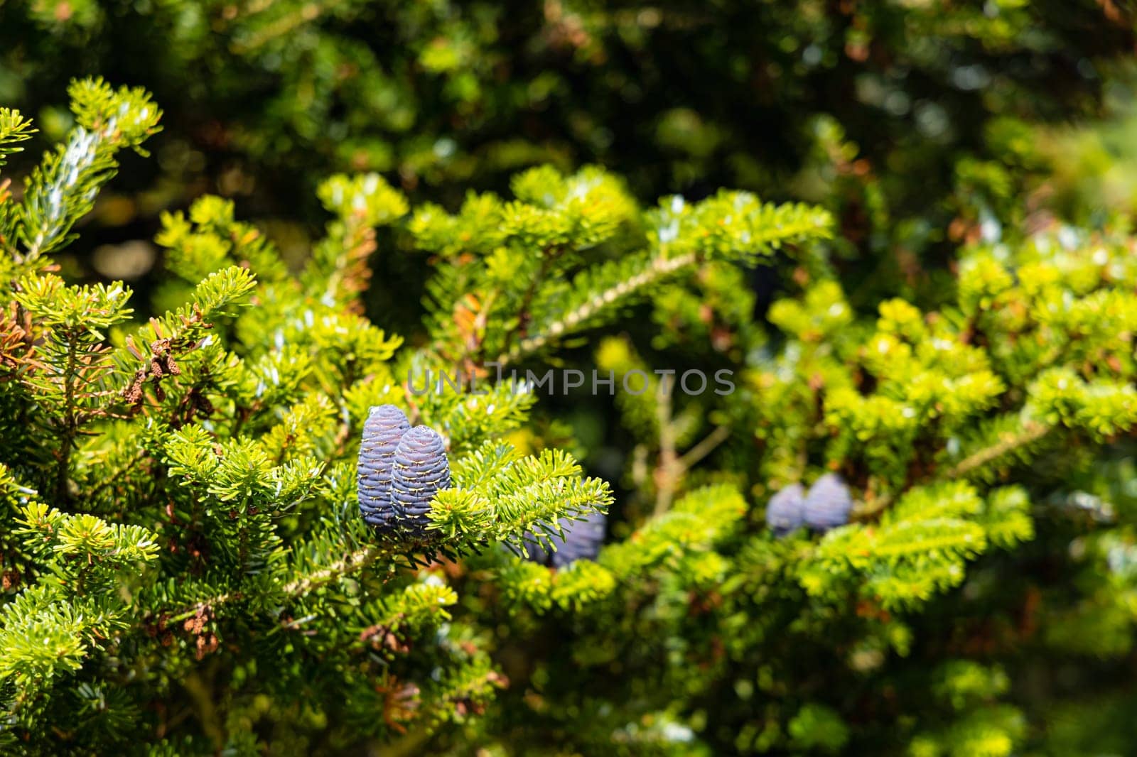 Small young blue cones growing upwards on Korean fir on a sunny day