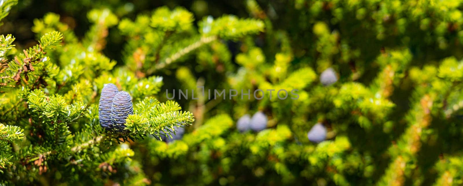 Small young blue cones growing upwards on Korean fir on a sunny day by Wierzchu