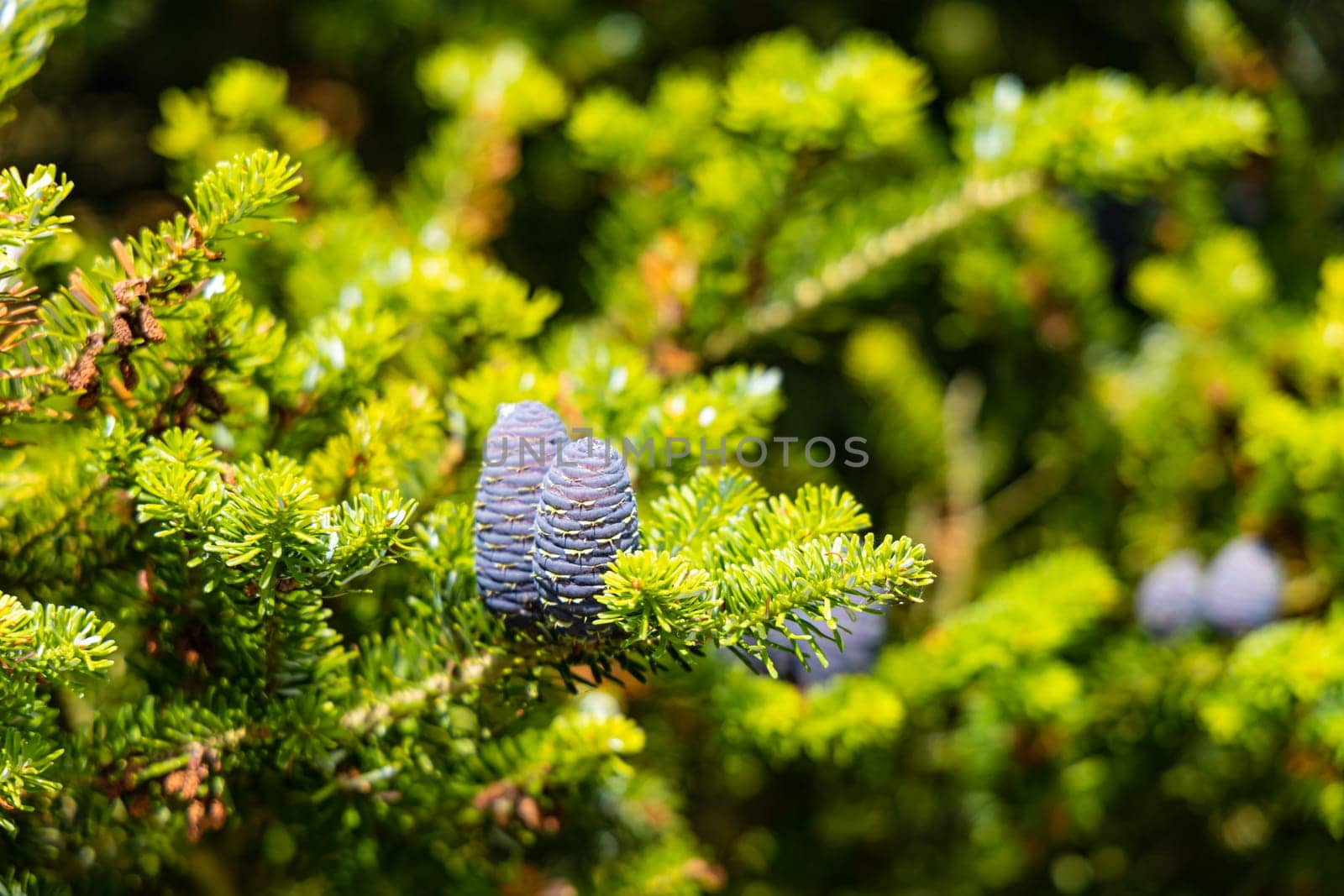 Small young blue cones growing upwards on Korean fir on a sunny day