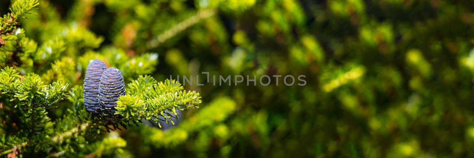 Small young blue cones growing upwards on Korean fir on a sunny day by Wierzchu
