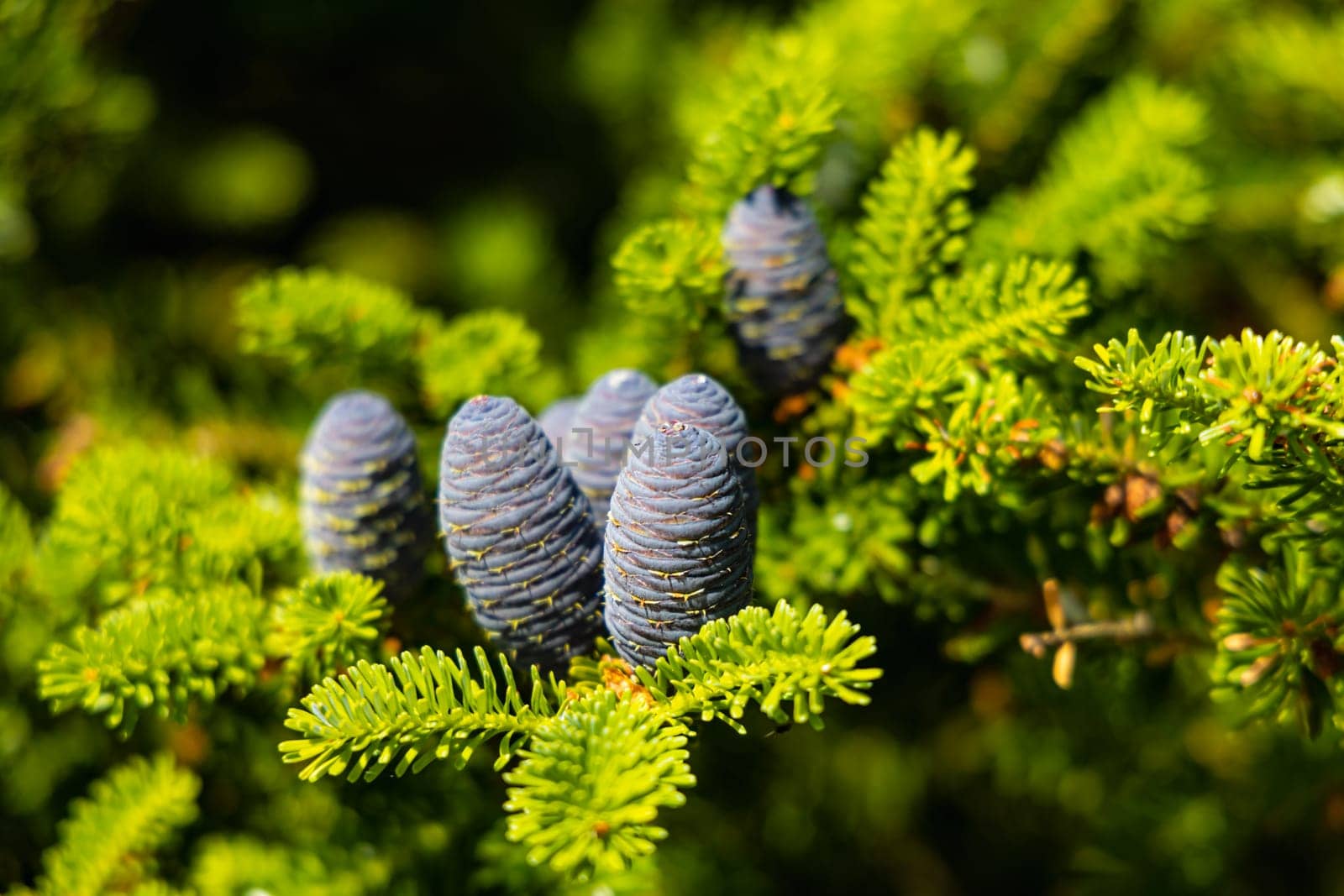 Small young blue cones growing upwards on Korean fir on a sunny day by Wierzchu