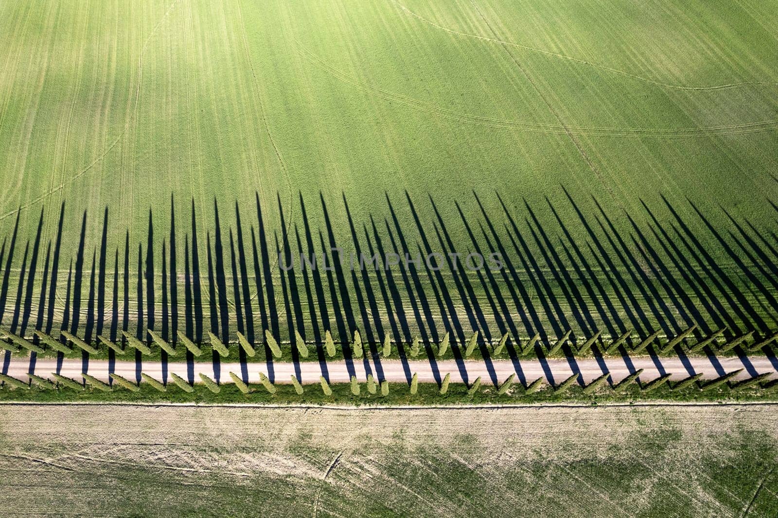 Aerial photographic documentation of the cypresses of the Val Di Orcia by fotografiche.eu