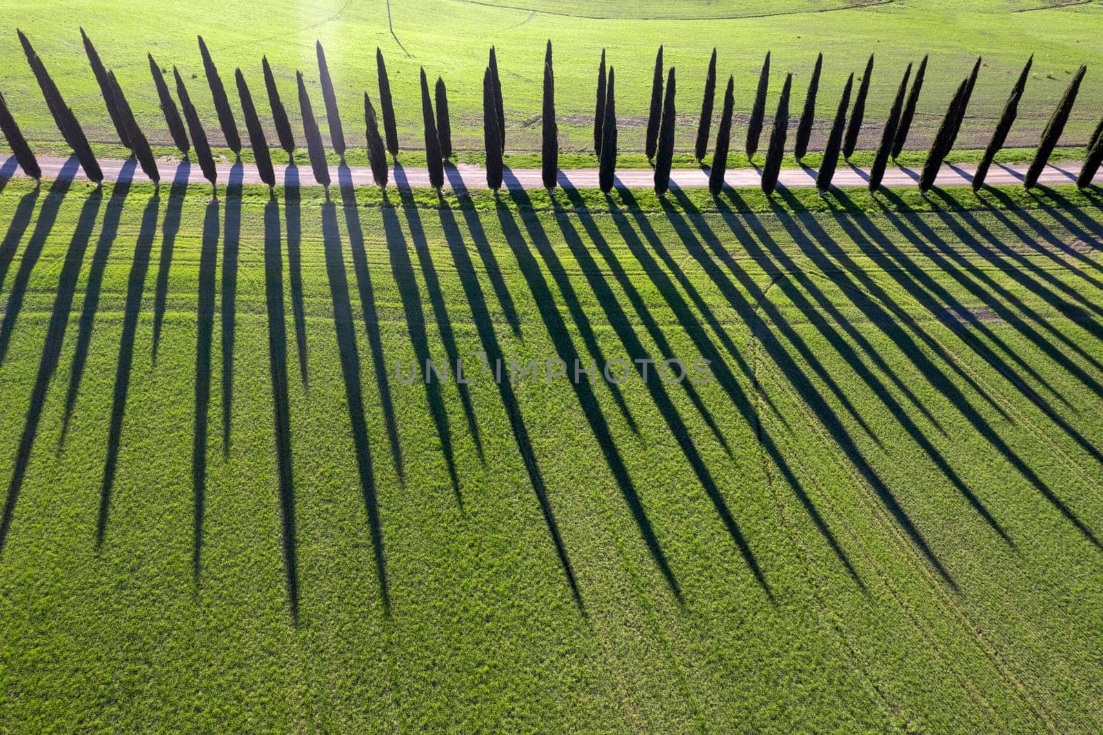 Aerial photographic documentation of a row of cypress trees in the Val Di Orcia in Tuscany Italy