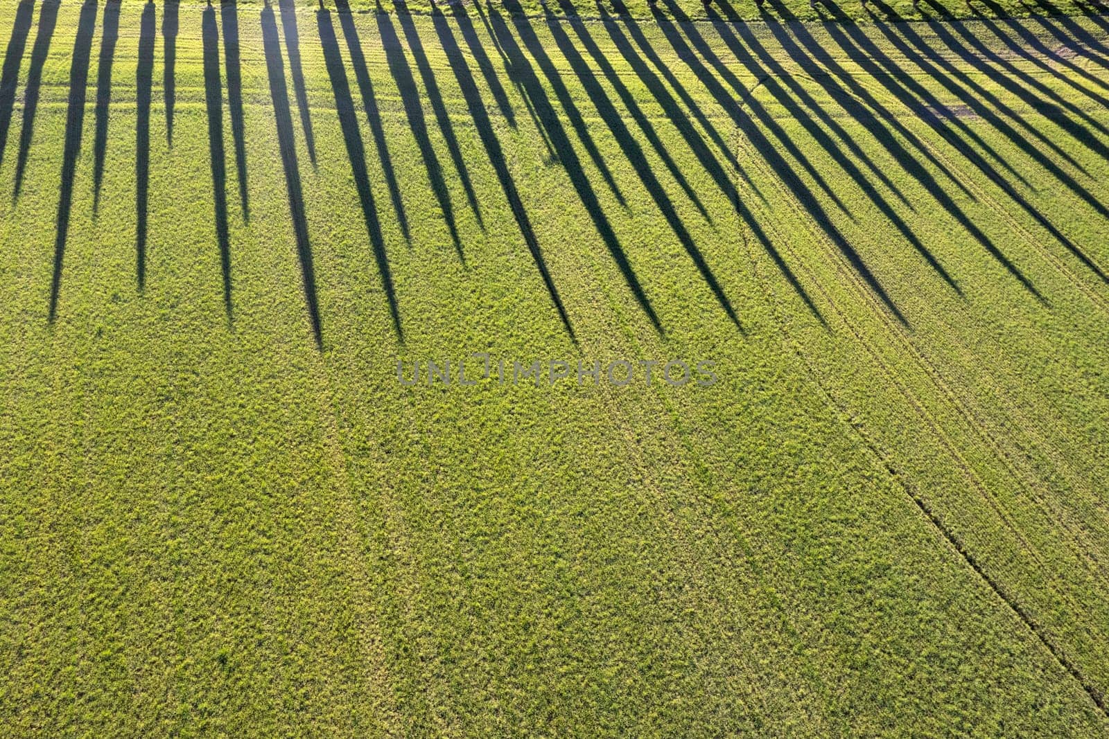 Aerial photographic documentation of the cypresses of the Val Di Orcia by fotografiche.eu