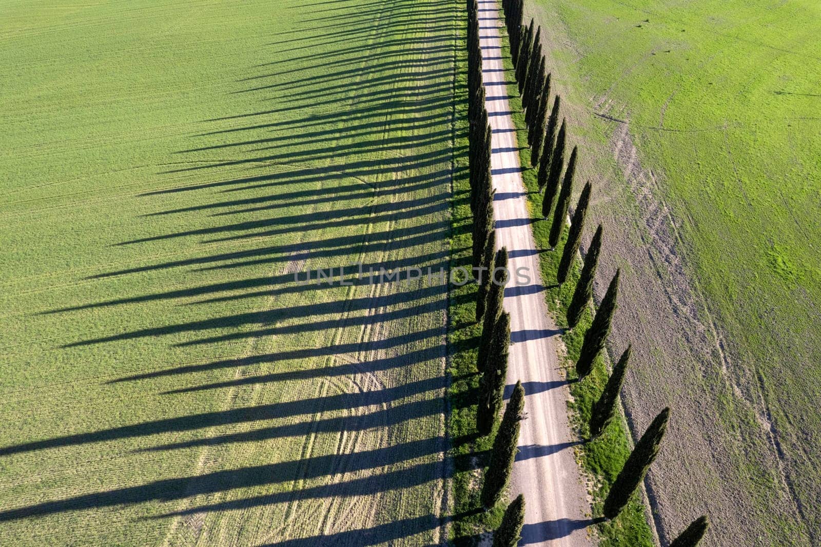 Aerial photographic documentation of the cypresses of the Val Di Orcia by fotografiche.eu