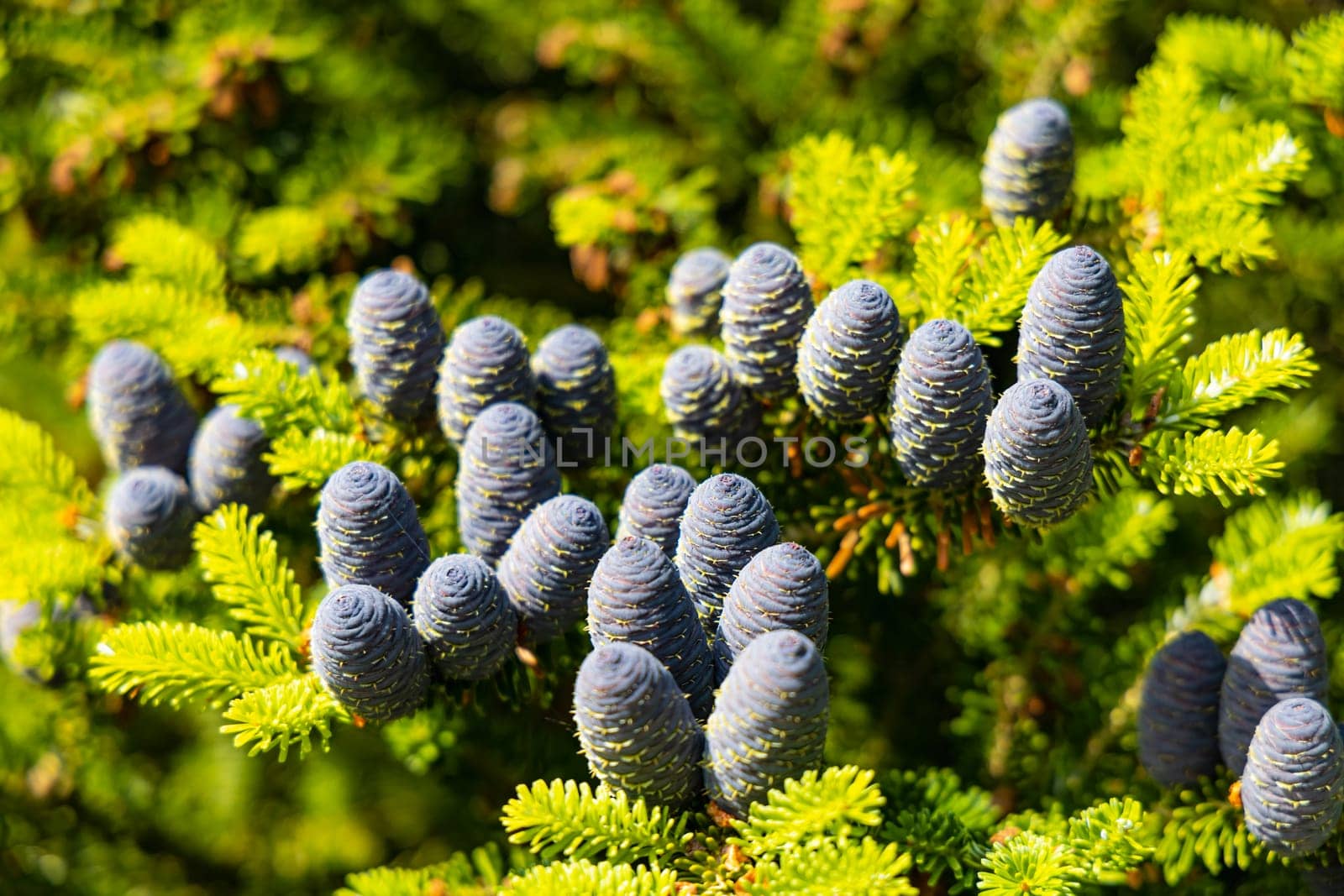 Small young blue cones growing upwards on Korean fir on a sunny day by Wierzchu