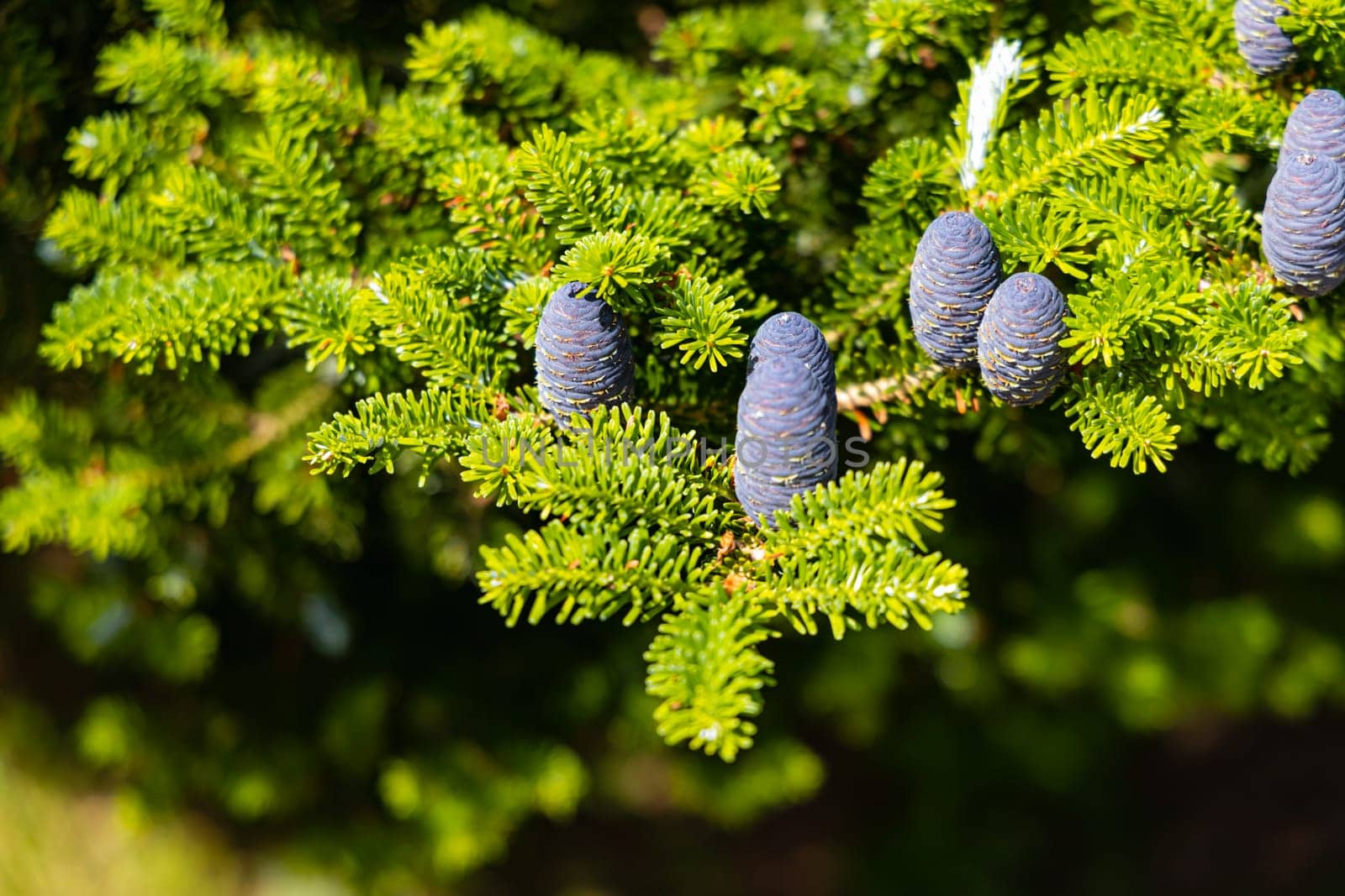 Small young blue cones growing upwards on Korean fir on a sunny day by Wierzchu