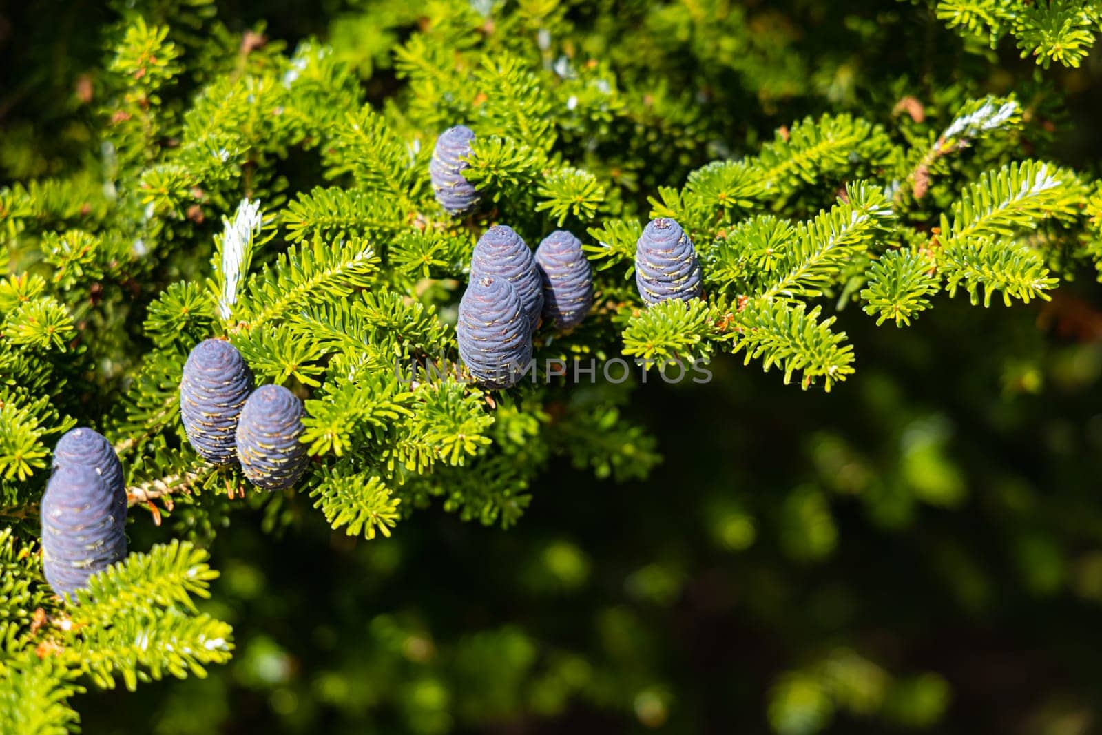 Small young blue cones growing upwards on Korean fir on a sunny day by Wierzchu