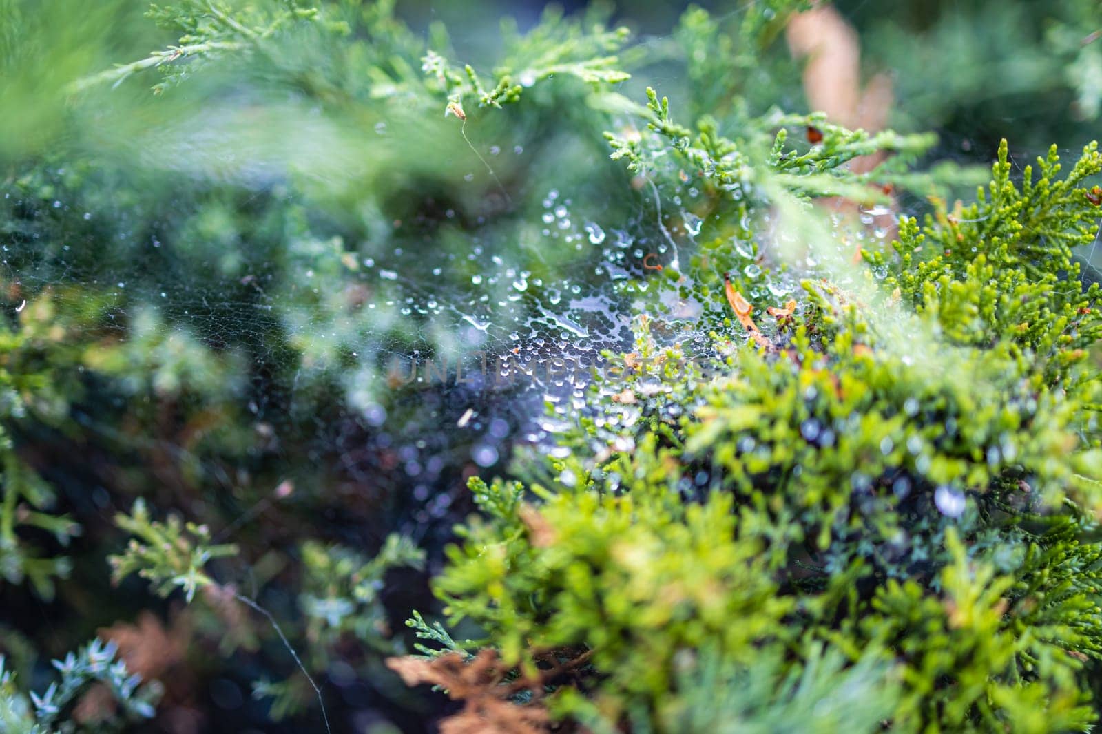 Morning dew on a cobweb among the bushes