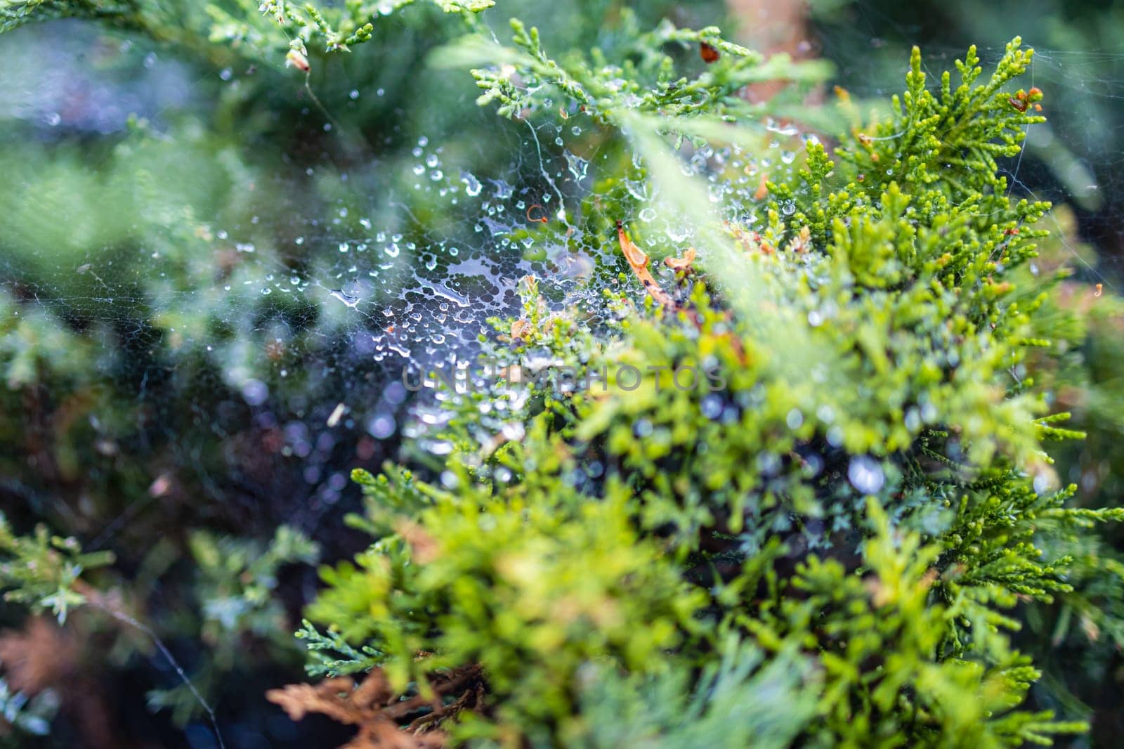 Morning dew on a cobweb among the bushes by Wierzchu