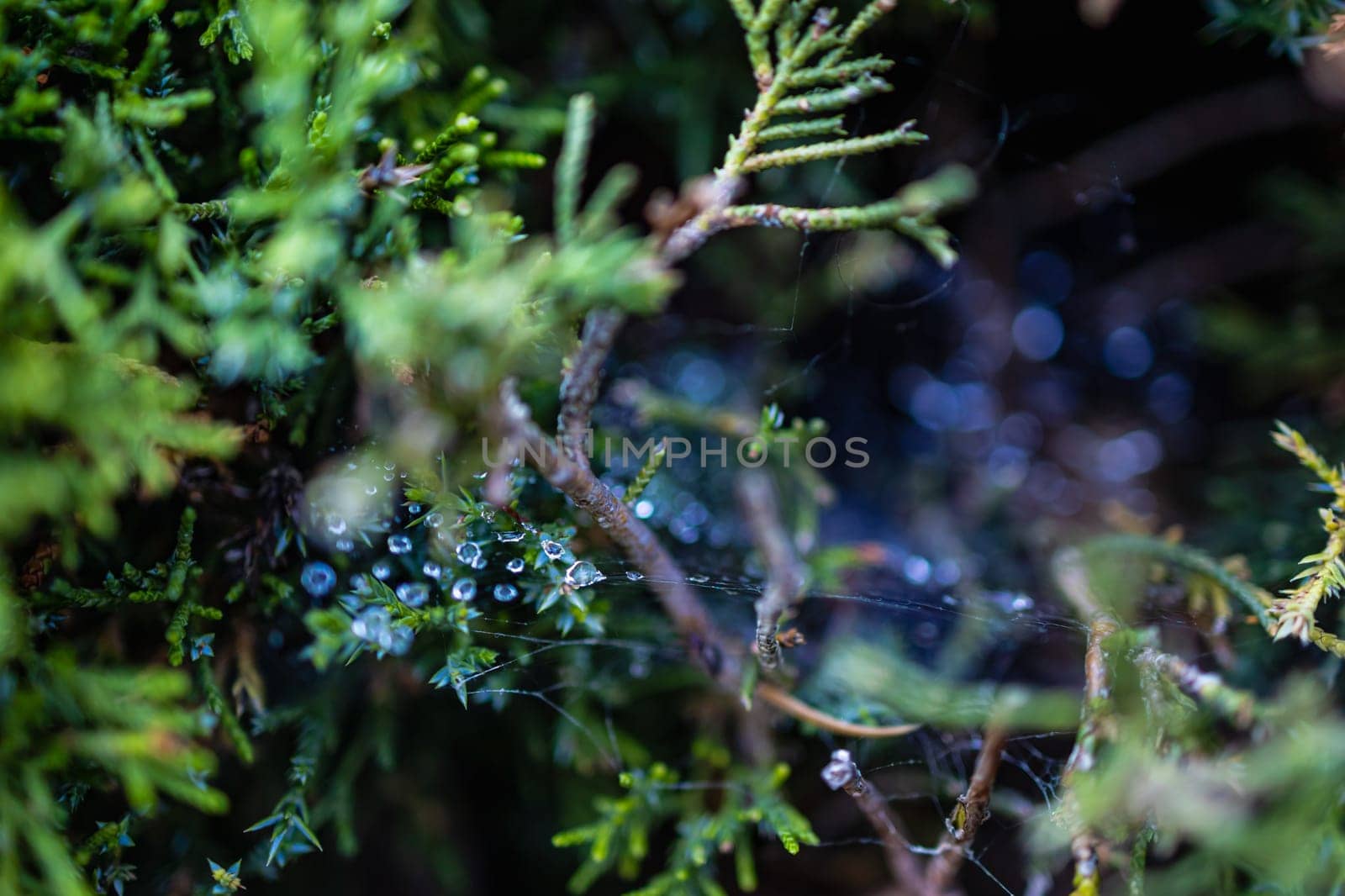 Morning dew on a cobweb among the bushes