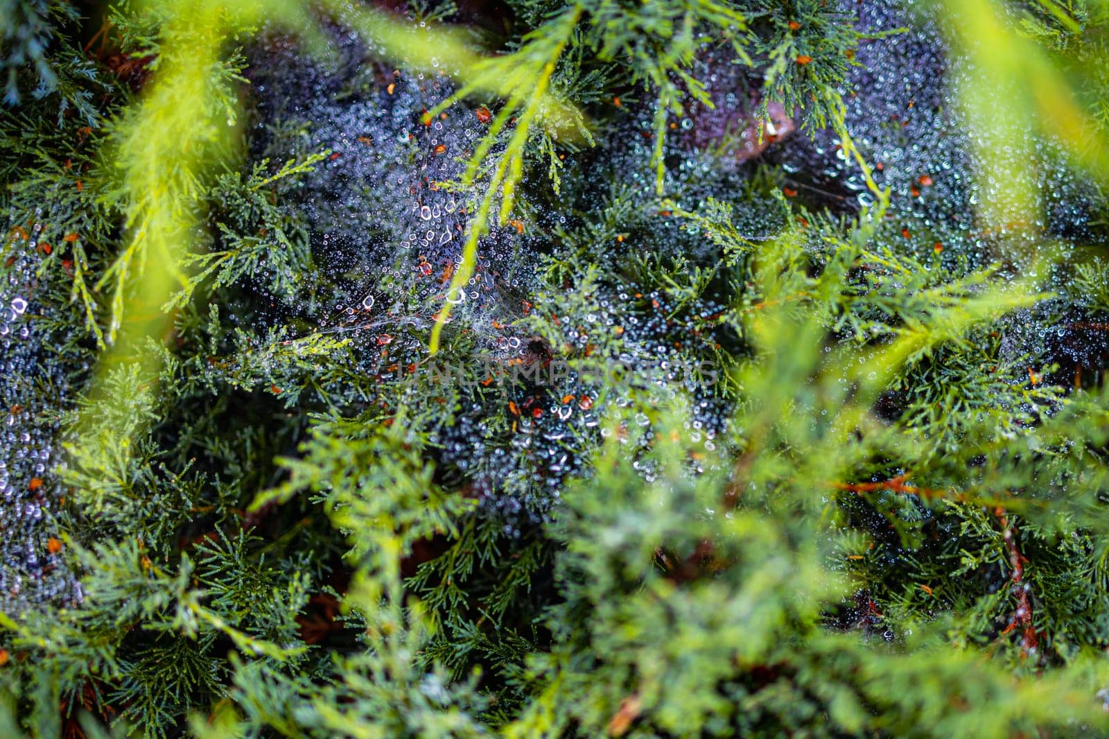 Morning dew on a cobweb among the bushes by Wierzchu