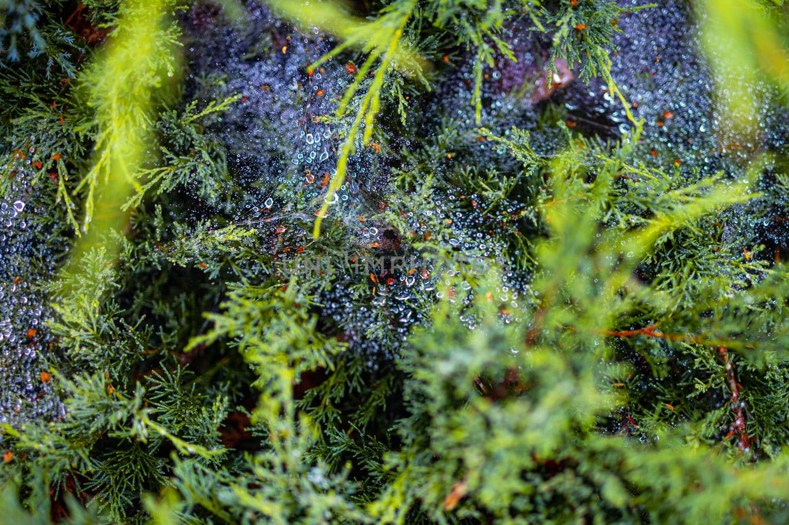 Morning dew on a cobweb among the bushes