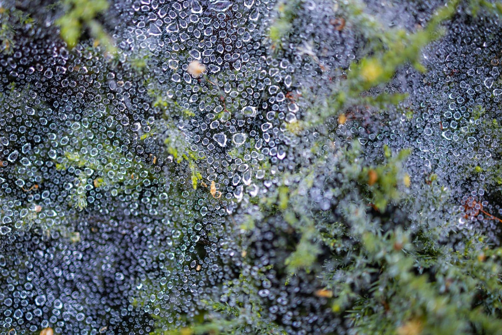 Morning dew on a cobweb among the bushes by Wierzchu