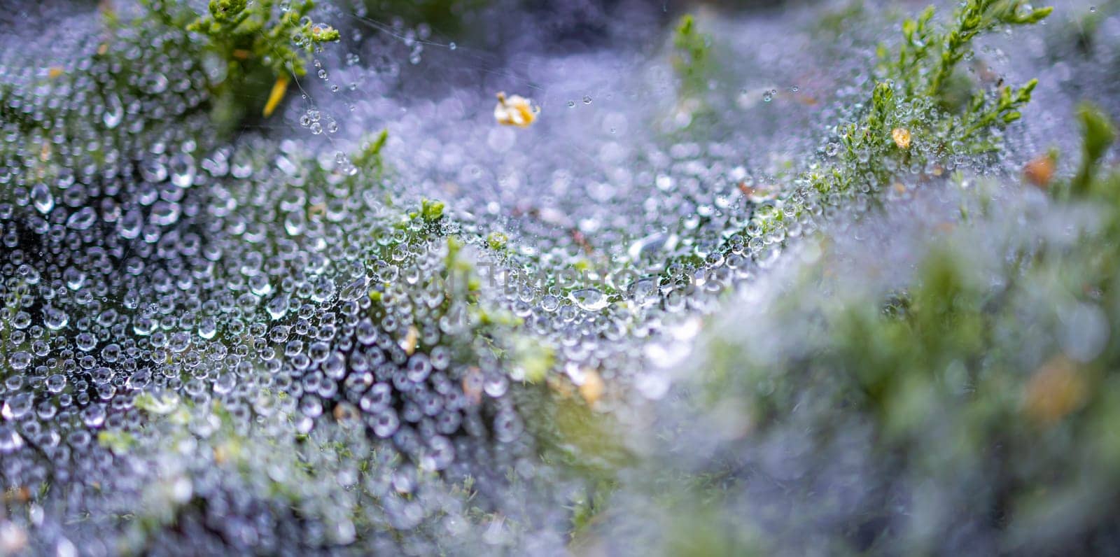 Morning dew on a cobweb among the bushes by Wierzchu