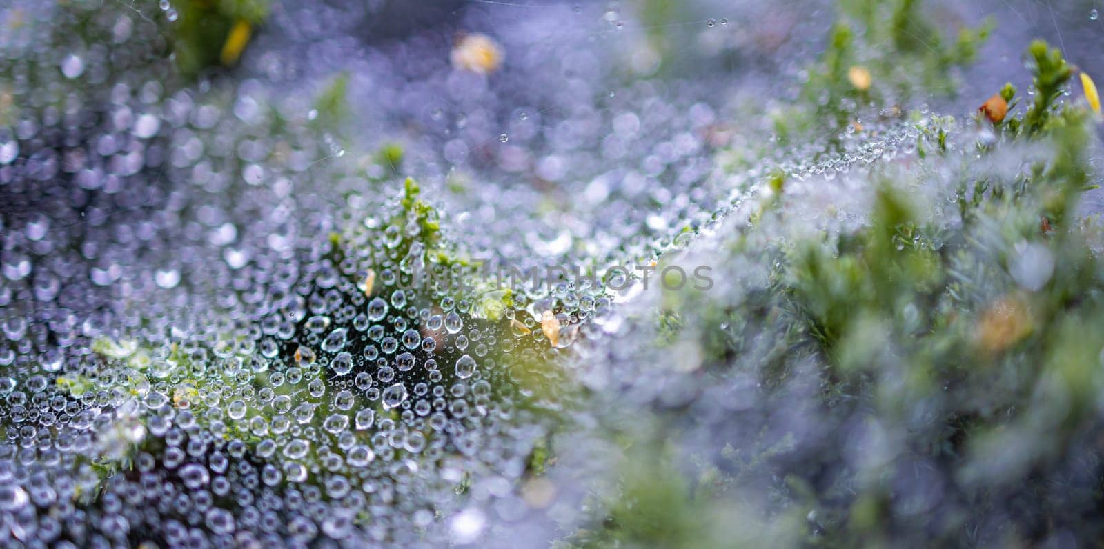 Morning dew on a cobweb among the bushes by Wierzchu