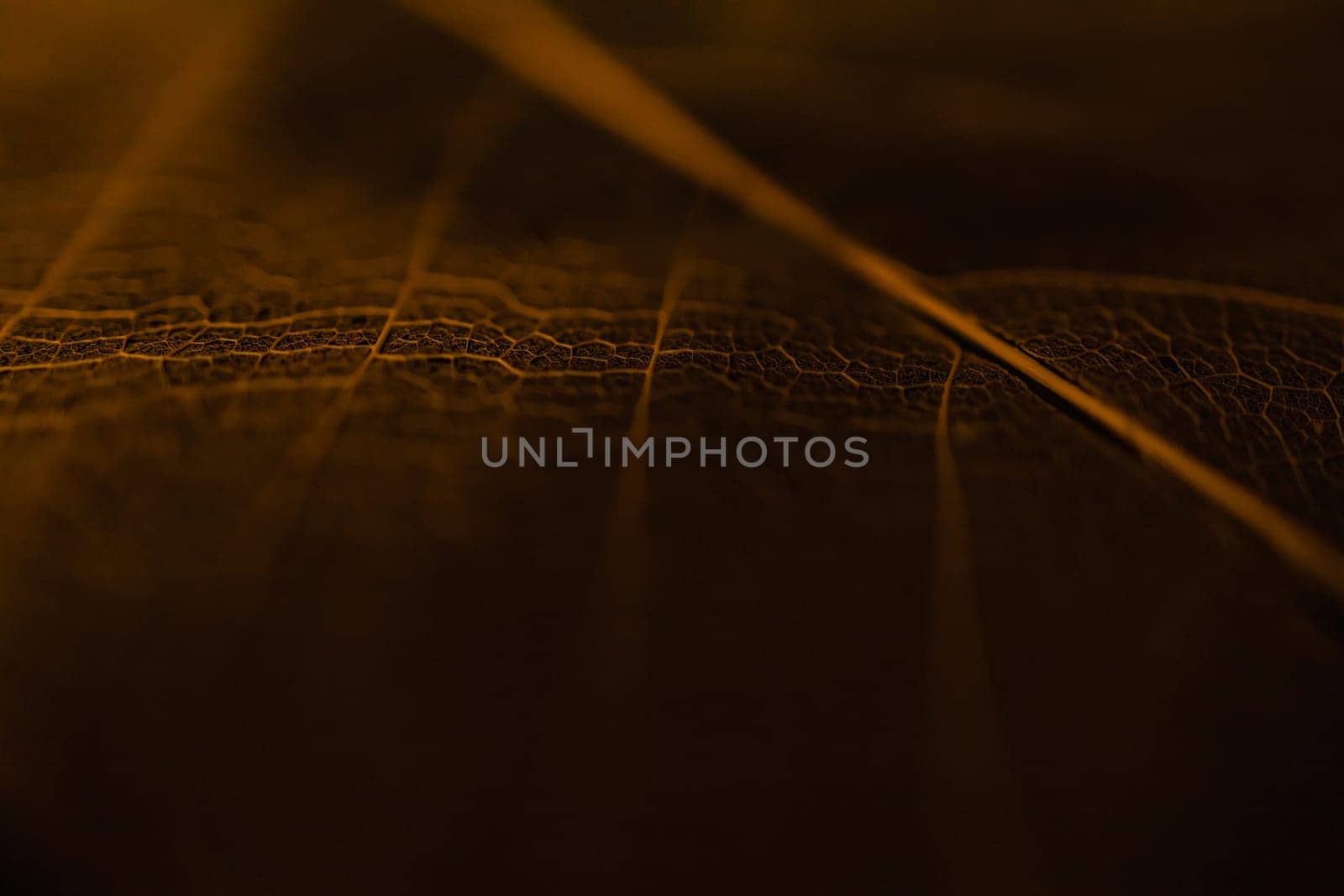 A close-up view of the structure of a transparent leaf