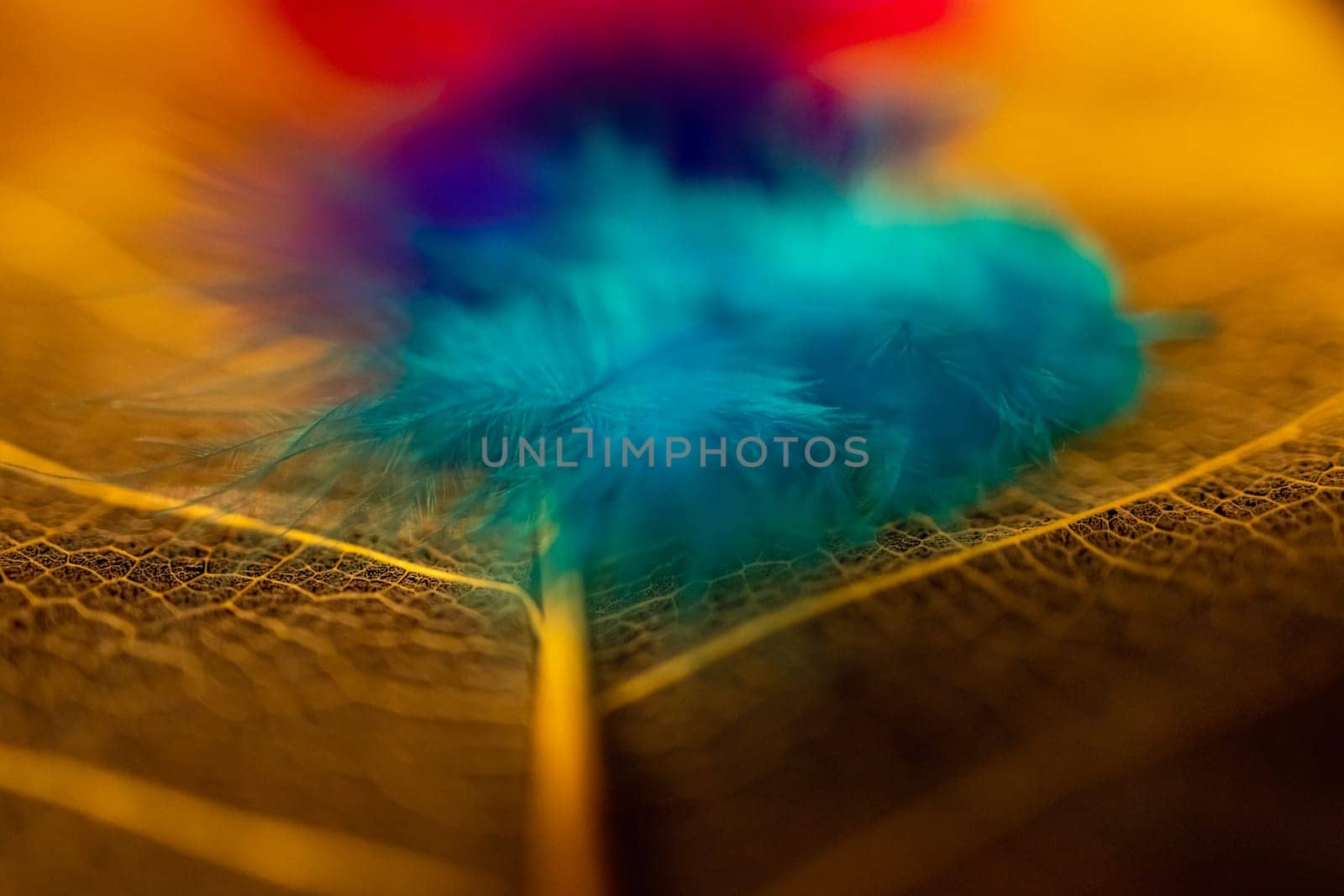 Close up view of several colorful artificial feathers lying on a large transparent leaf