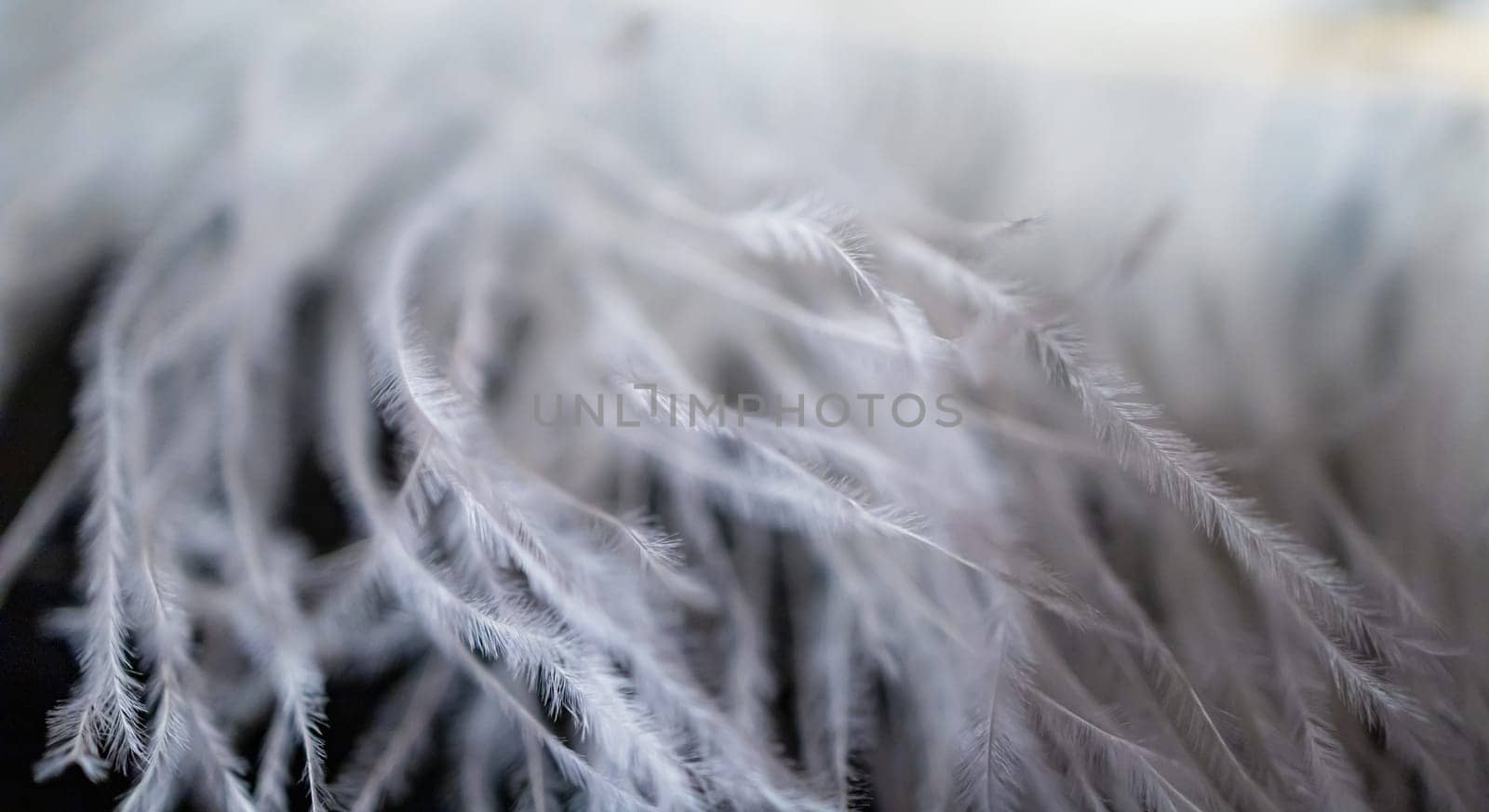 A close-up view of a large artificial fabric feather