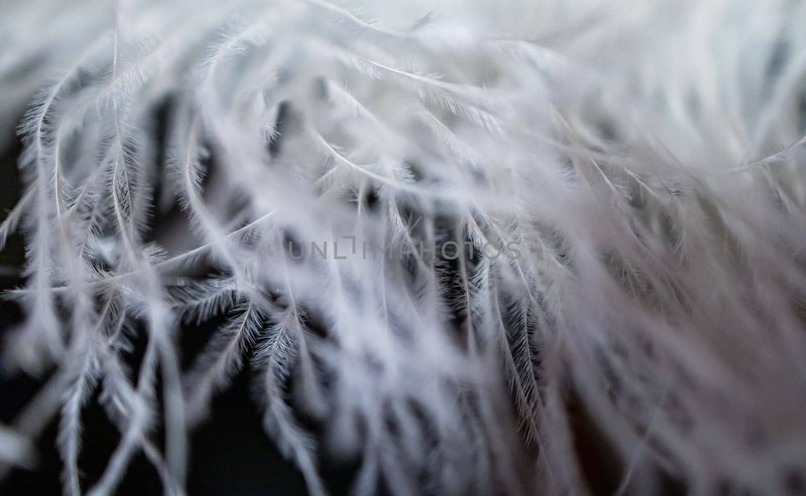 A close-up view of a large artificial fabric feather