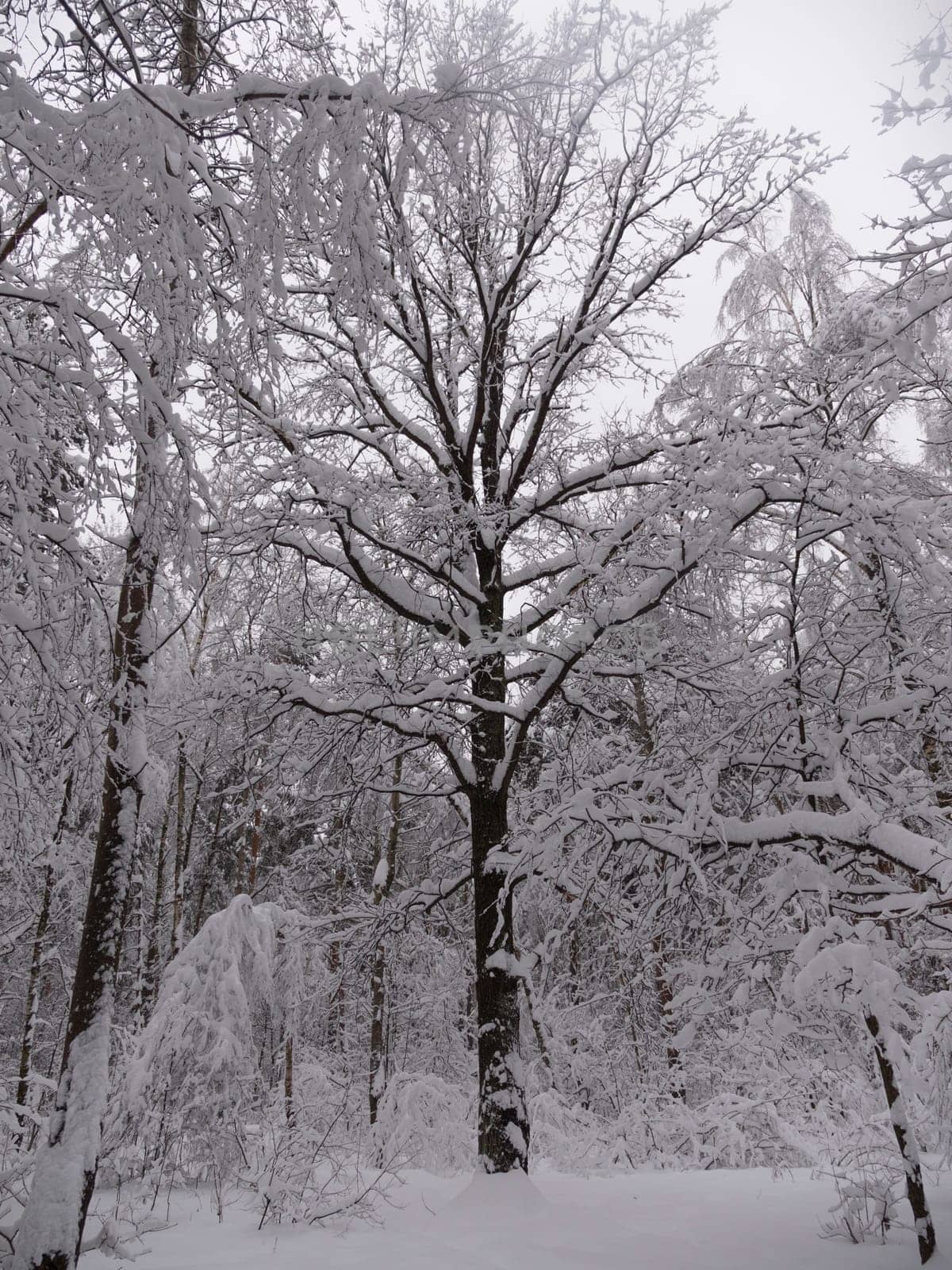 Winter nature on a frosty Sunny day.
