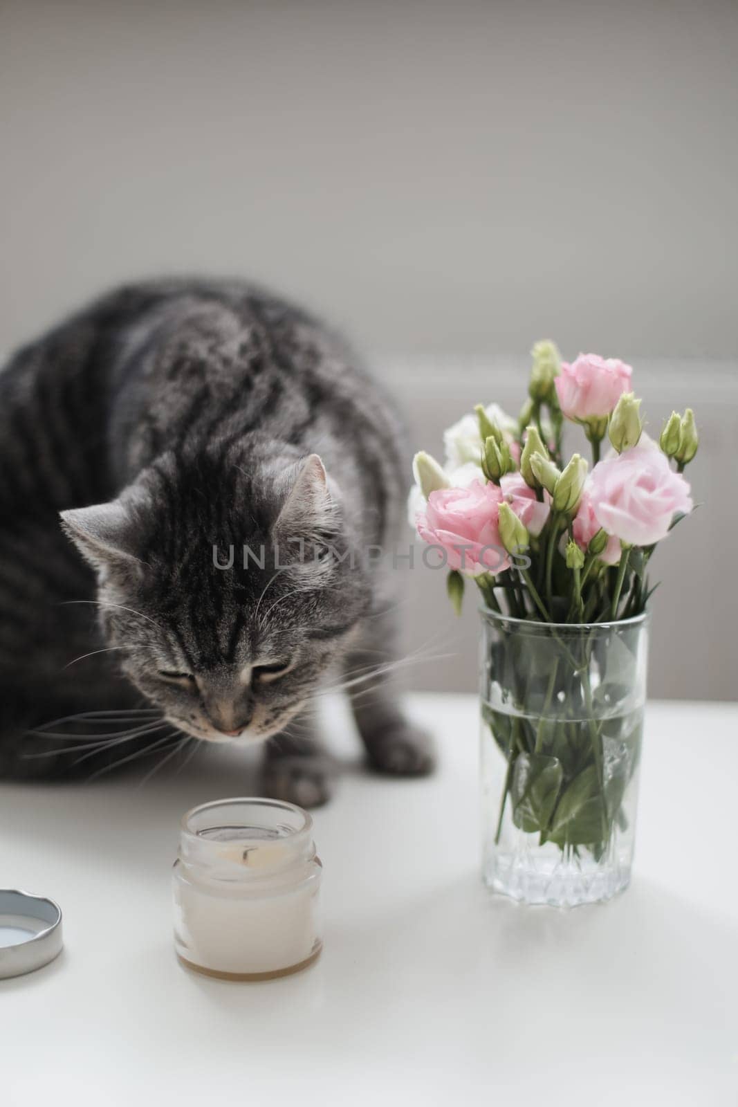 Grey cat sniffs pink flowers, feline character and behavior, spring aggravation in cats.