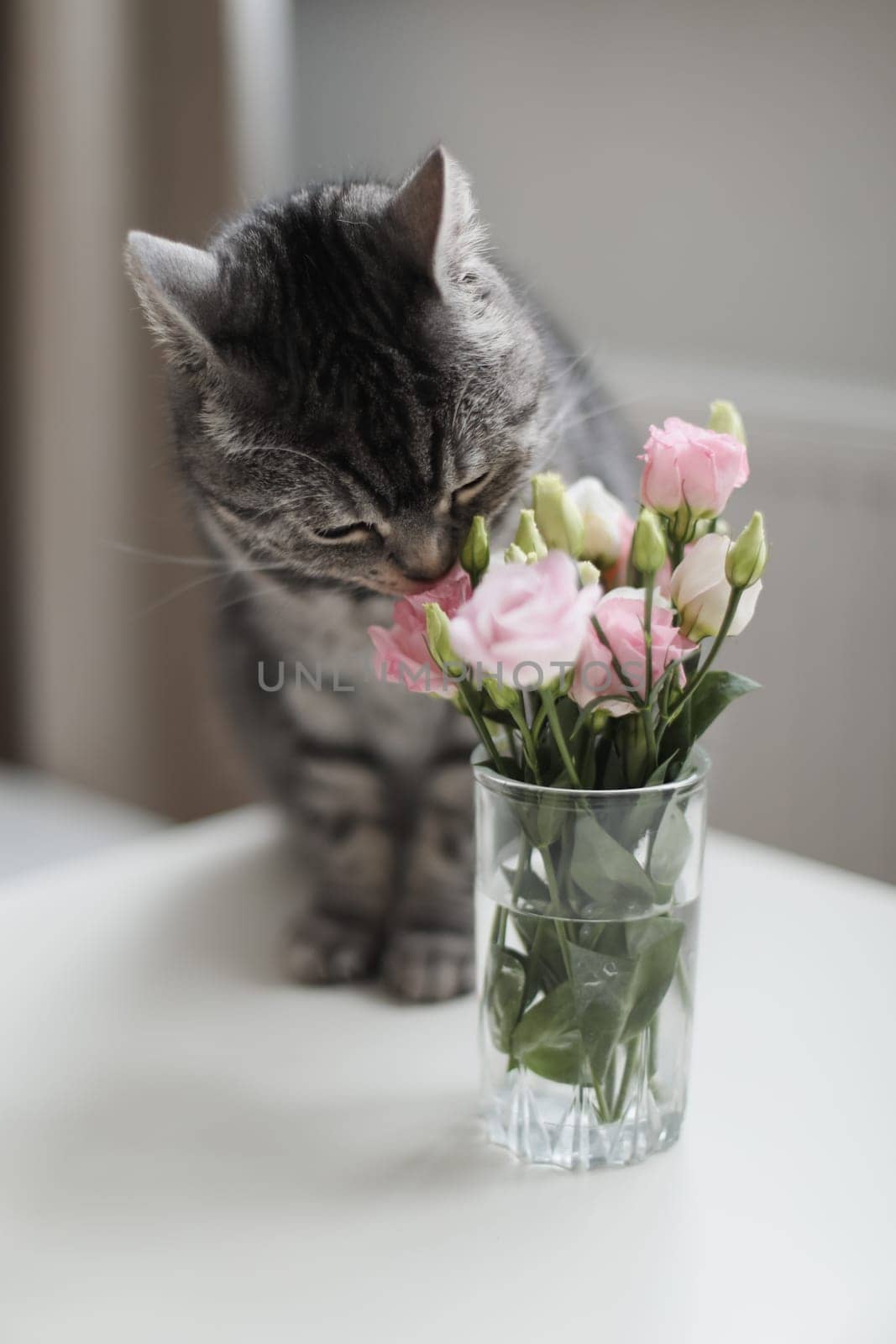 Grey cat sniffs pink flowers, feline character and behavior, spring aggravation in cats.