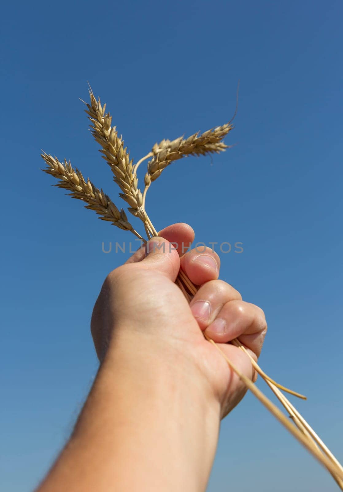 hand holding ears of wheat against blue sky