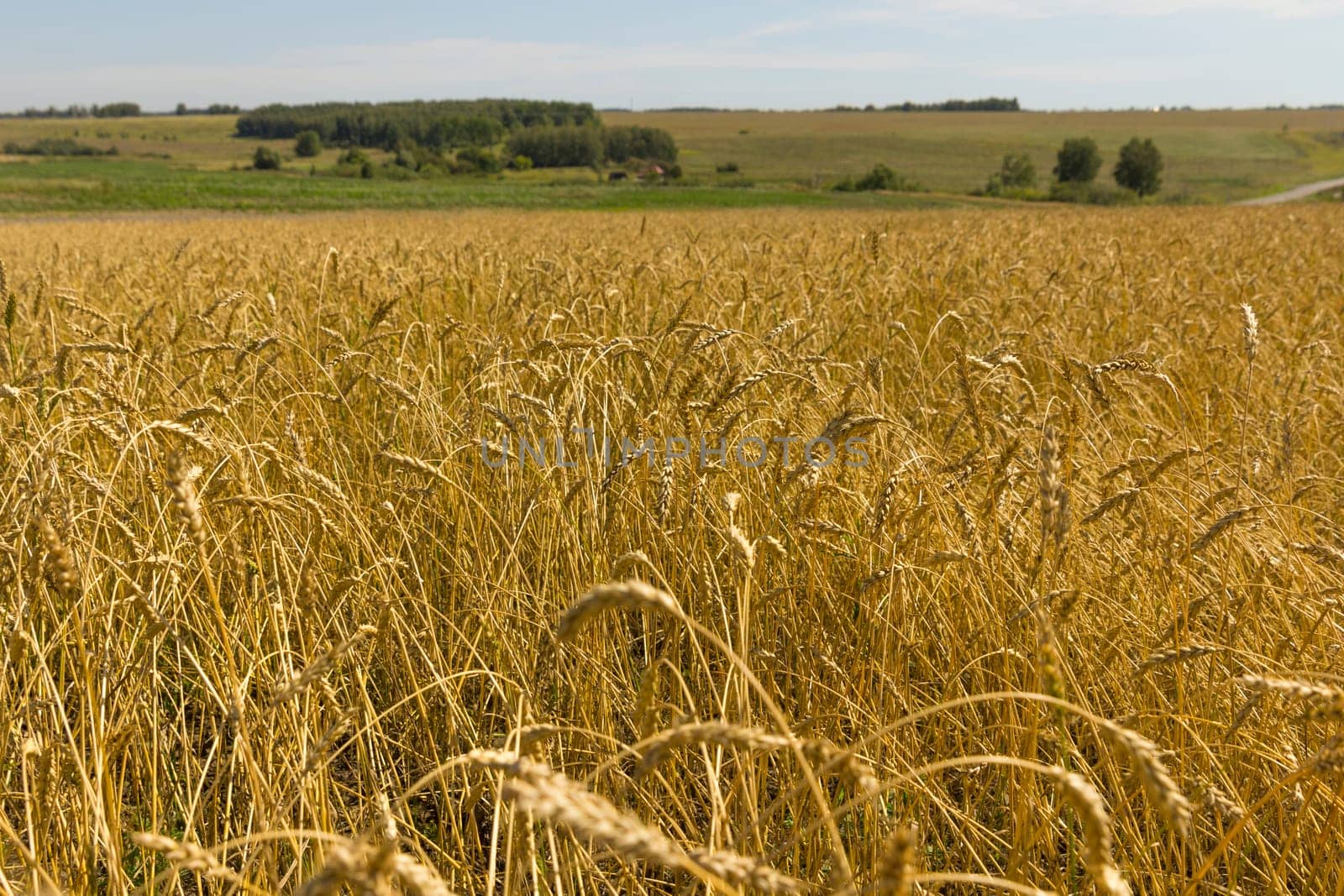 Yellow grain ready for harvest growing in a farm field