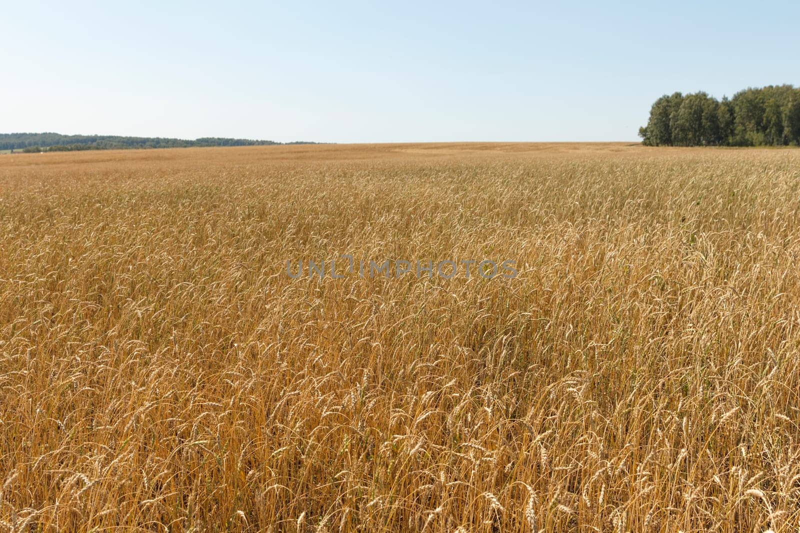 Yellow grain ready for harvest growing in a farm field