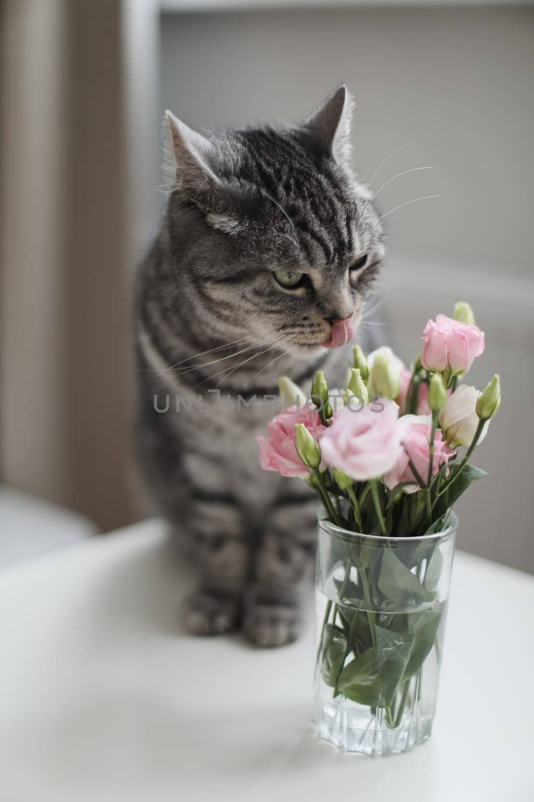 Grey cat sniffs pink flowers, feline character and behavior, spring aggravation in cats.