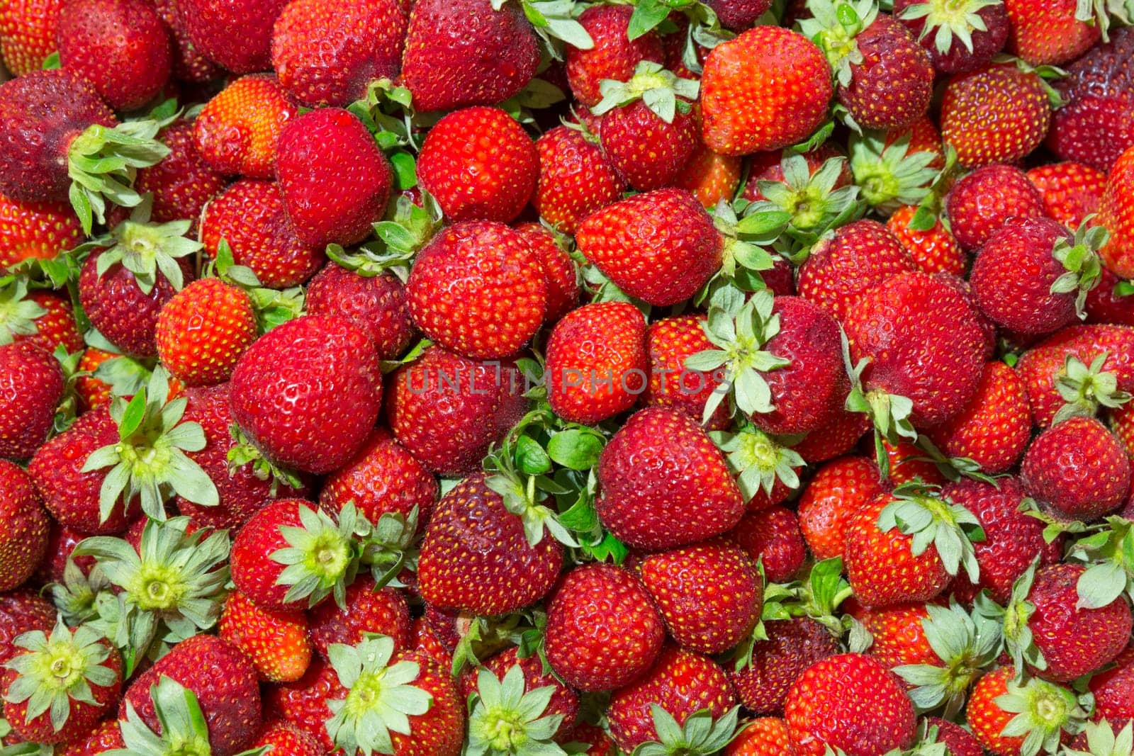 Background of beautiful and juicy strawberries with green leaves.