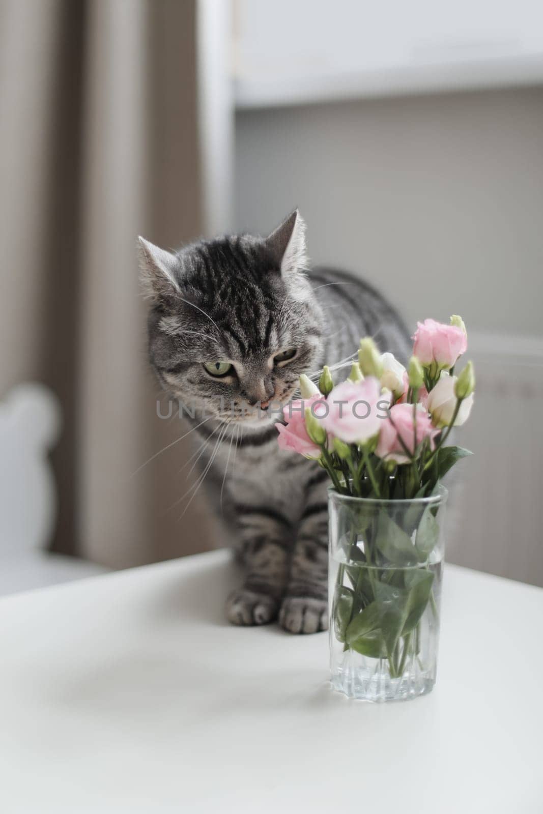 Grey cat sniffs pink flowers, feline character and behavior, spring aggravation in cats.