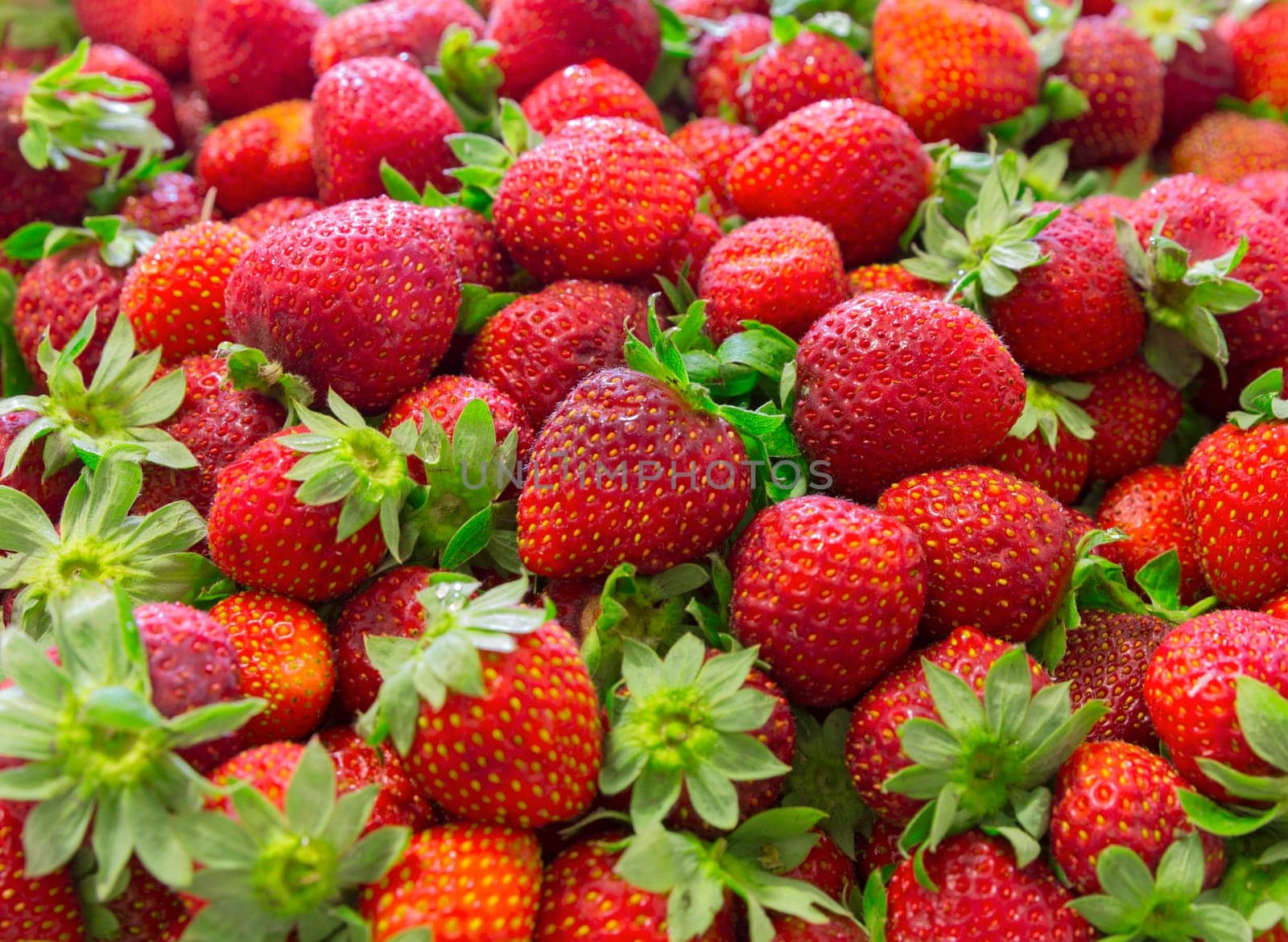 Background of beautiful and juicy strawberries with green leaves.