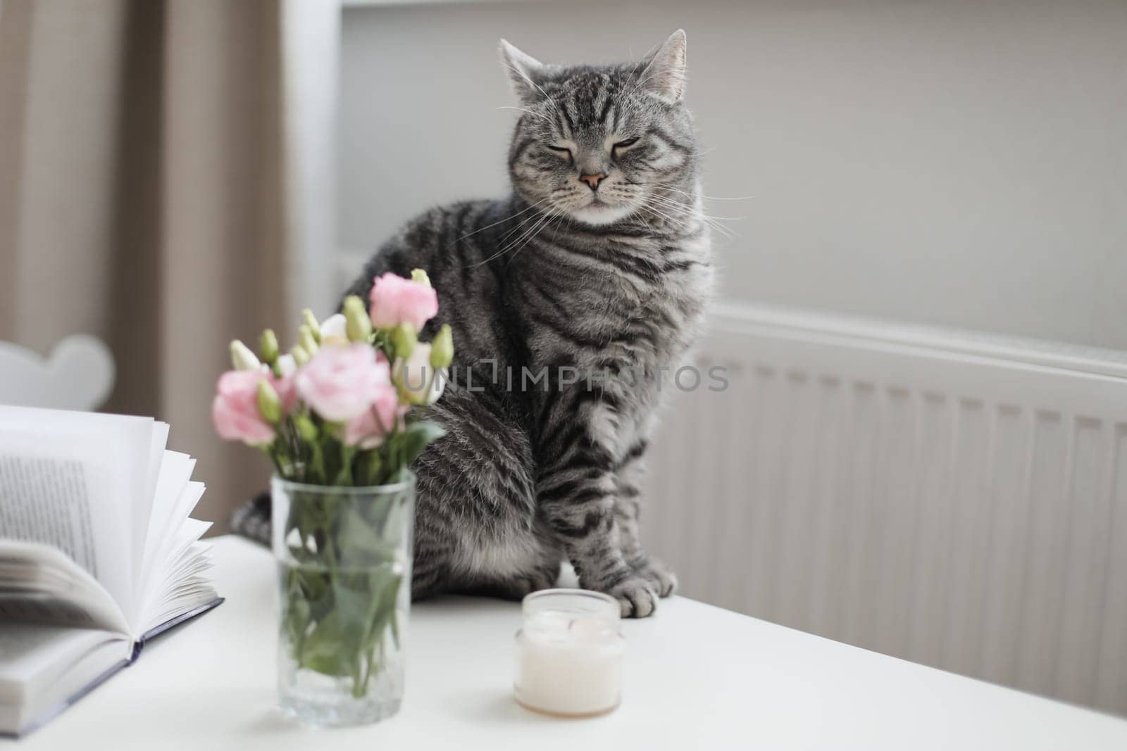 Grey cat sniffs pink flowers, feline character and behavior, spring aggravation in cats.