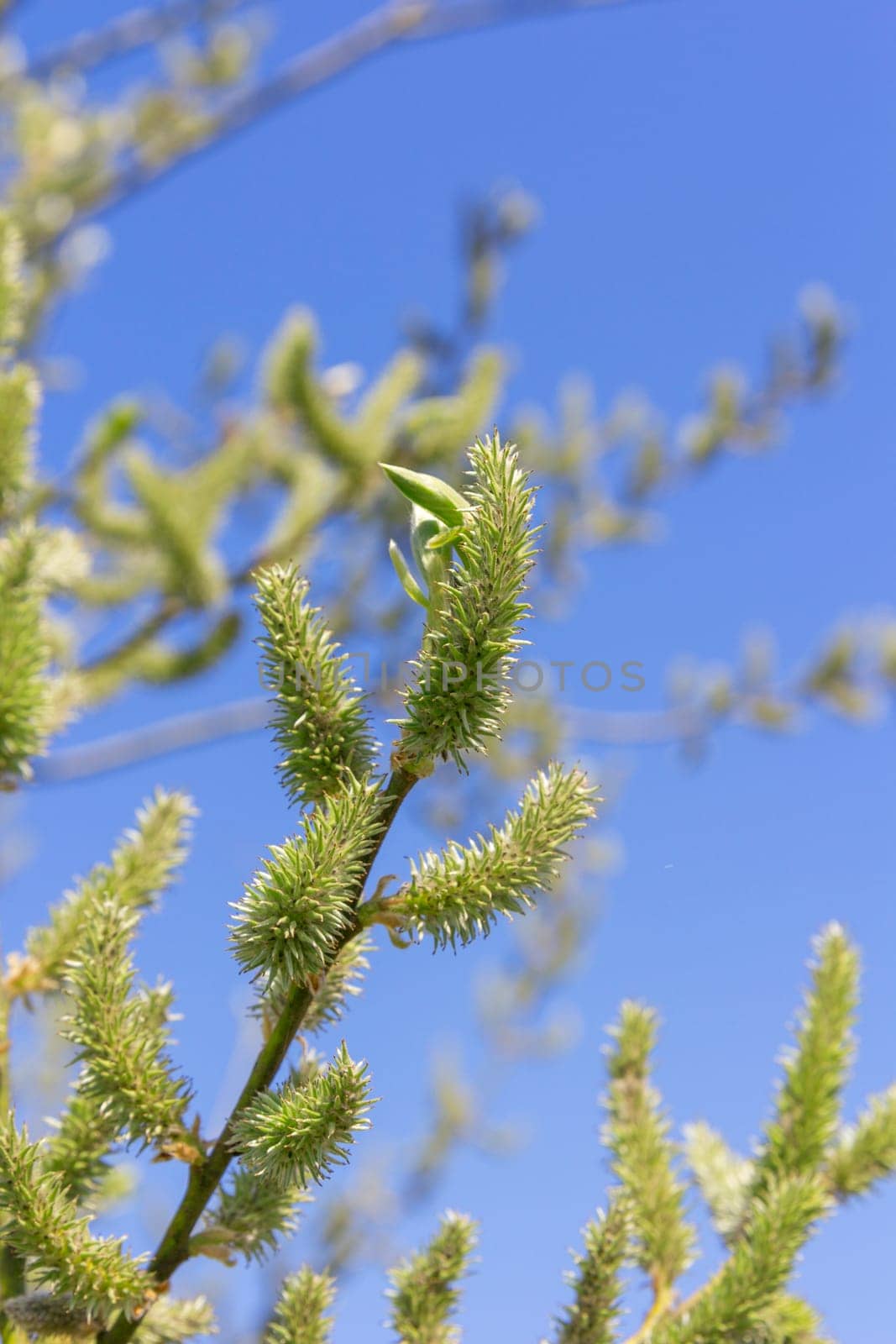 Blooming spring birch on against the sky.