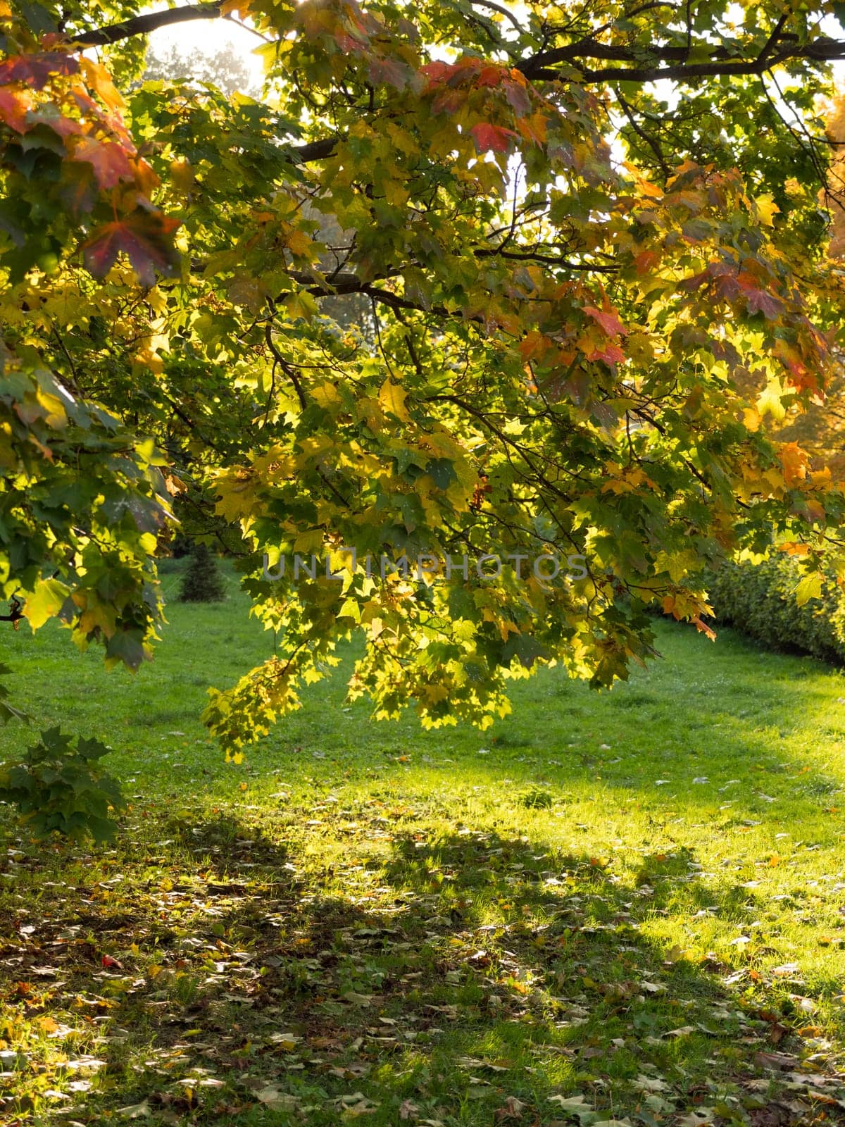 Colorful and bright background made of fallen autumn leaves