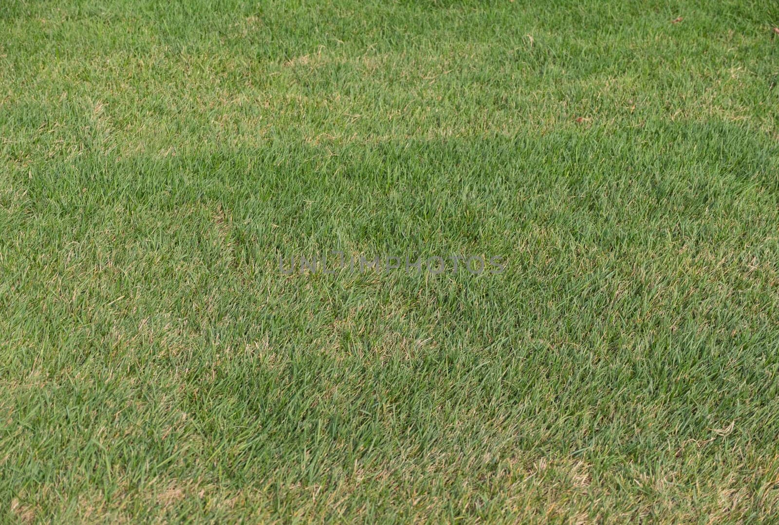 Lush green grass on the soccer field.