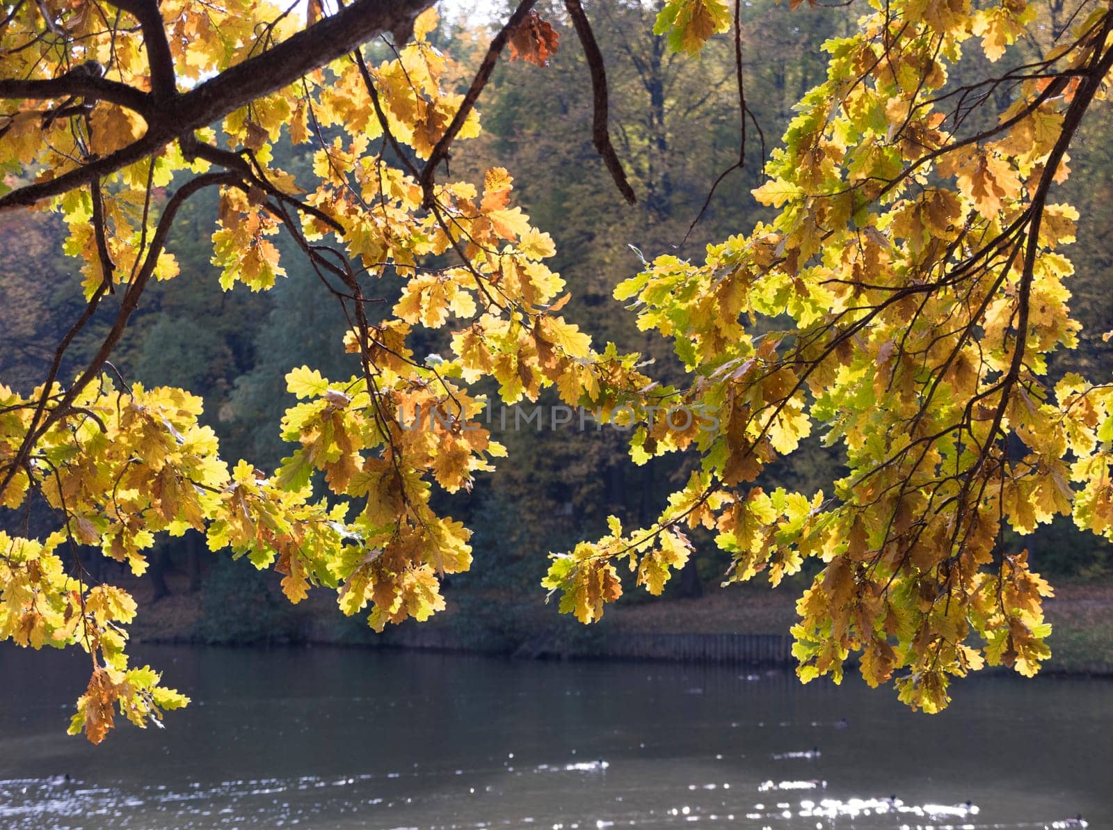 Autumn foliage with water reflection natural landscape.