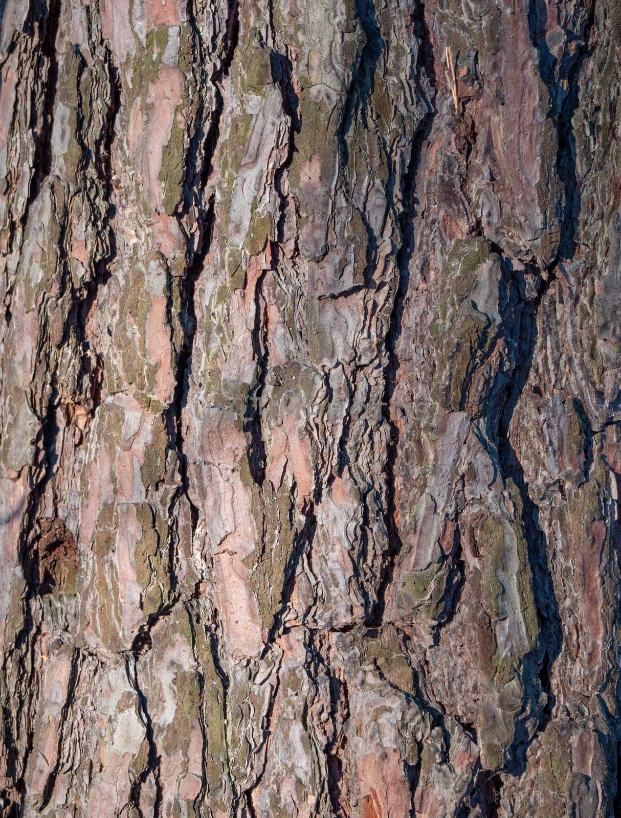 The bark of pine tree, background